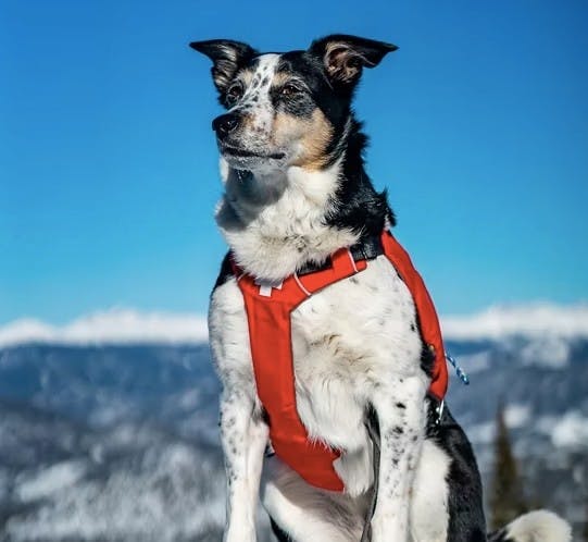Breckenridge Avalanche dog wearing ski vest looking into distance on top of mountain