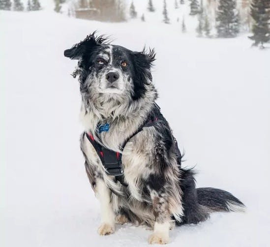 Black and white bi-color Australian Shepherd wearing Breckenridge Avalanche dog vest