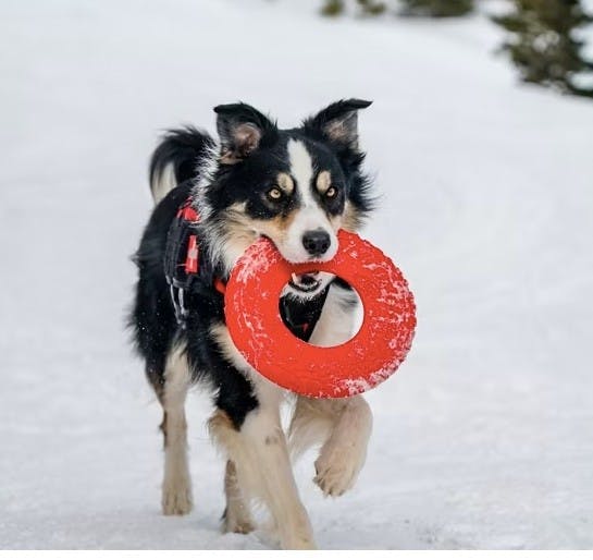 Breckenridge Avalanche dog on the slopes wearing a ski patrol vest and holding a frisbee in its mouth