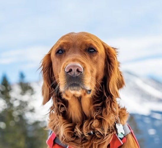 Golden retriever Breckenridge Avalanche dog wearing vest on the ski slope
