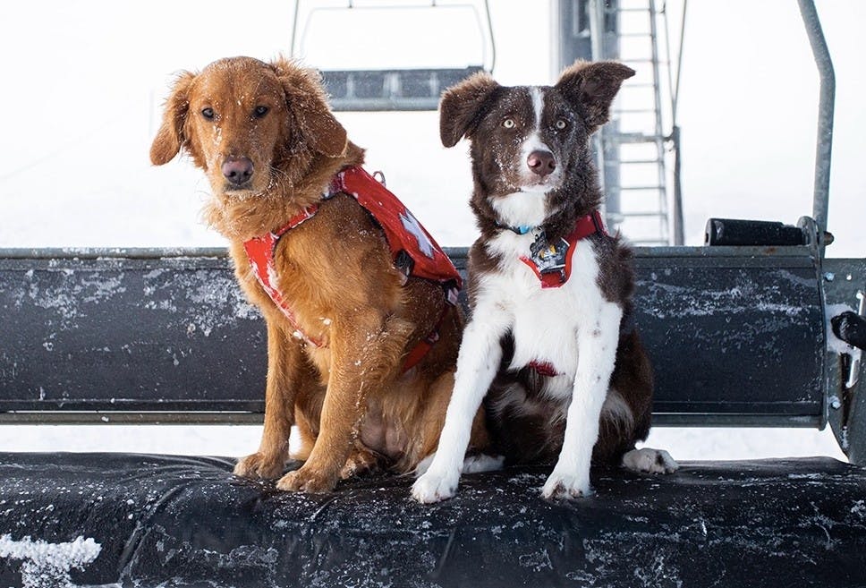 Two Mt Bachelor Avalanche dogs wearing ski parol vests sitting on the ski lift
