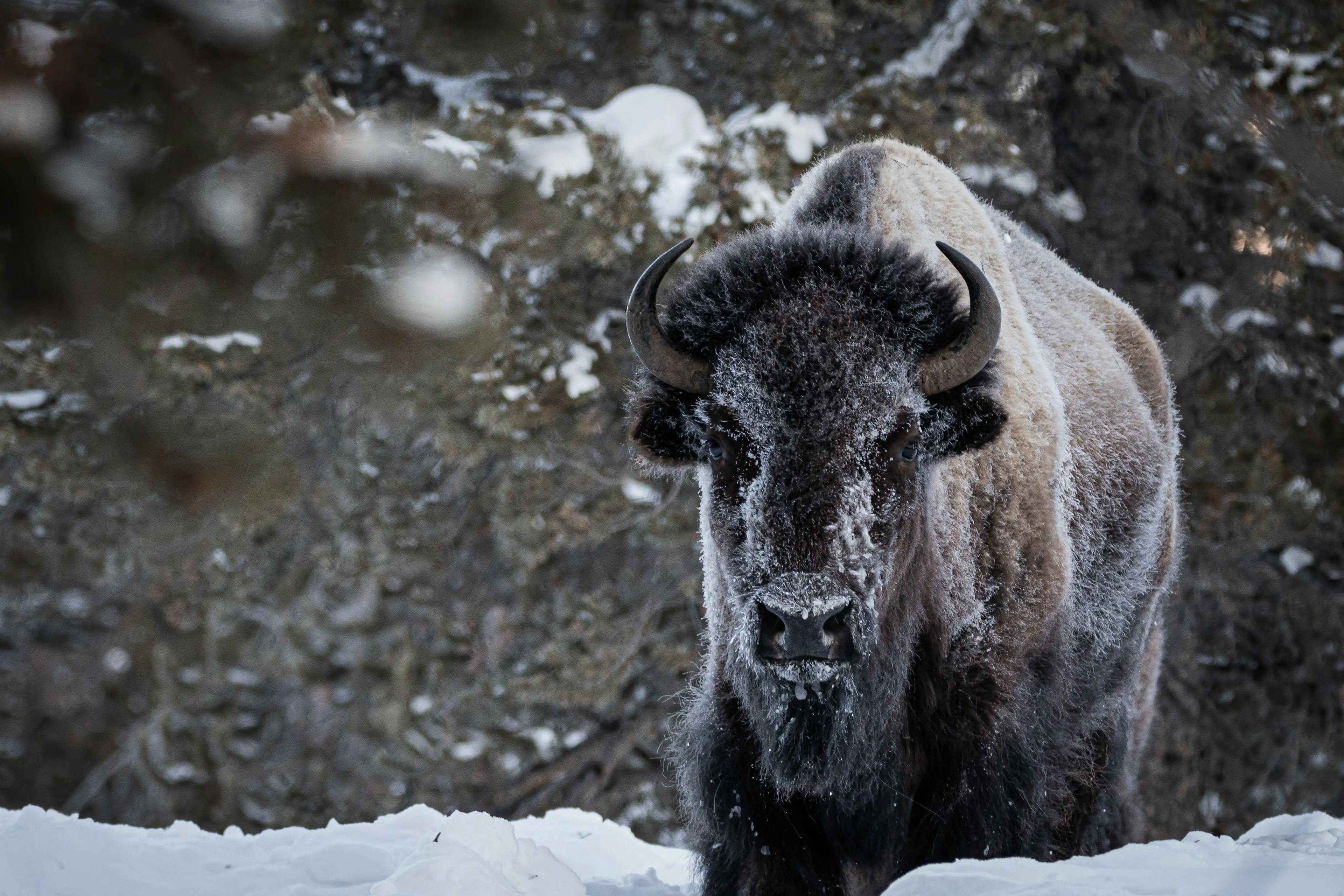 A buffalo at Jackson Hole Ski Resort.