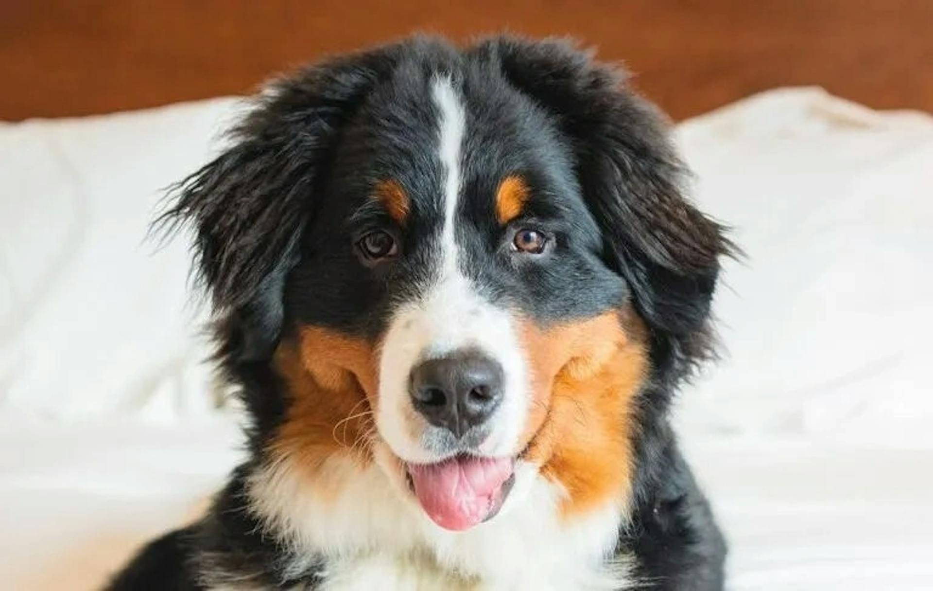 Murphy the canine ambassador at Deer Valley Resort 