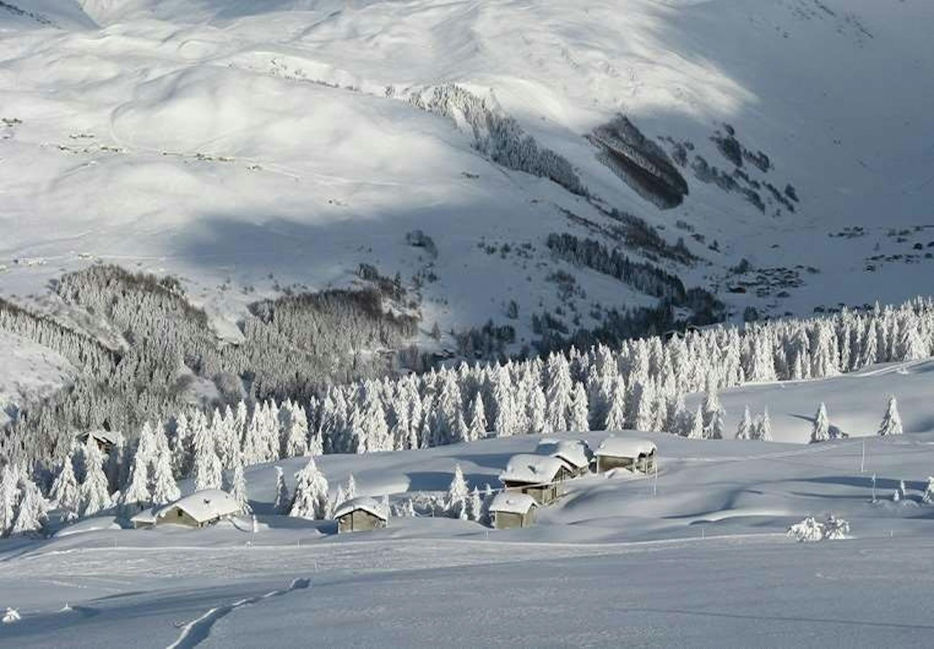 Snow capped trees at Madesimo. 