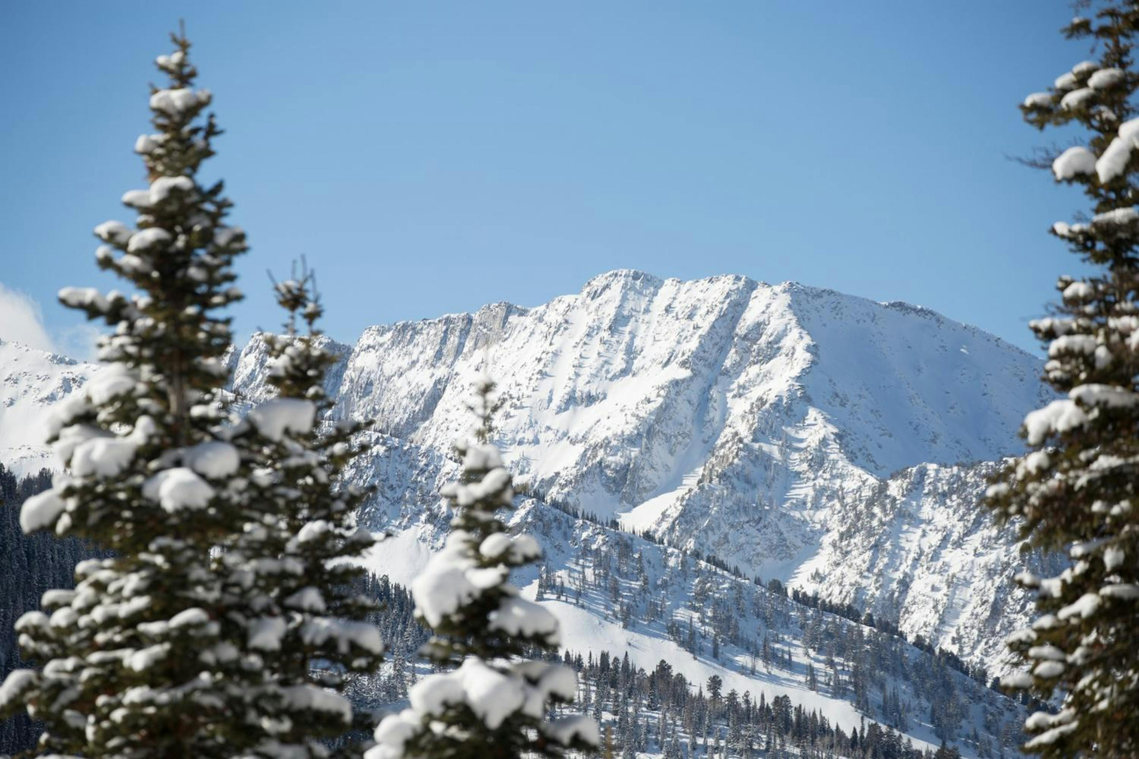 Snowy trees and mountain at Snowbird.