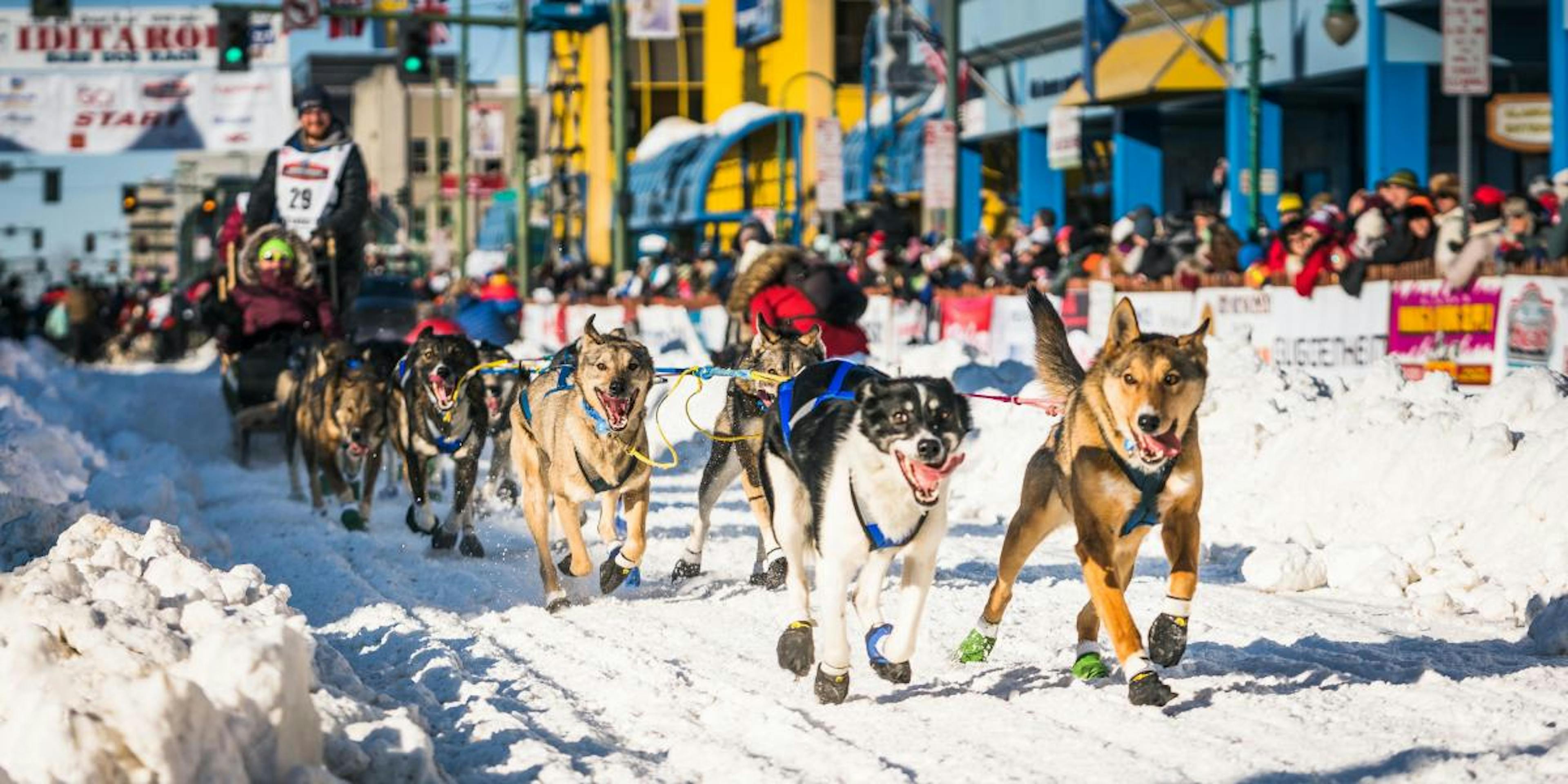 Iditarod race.