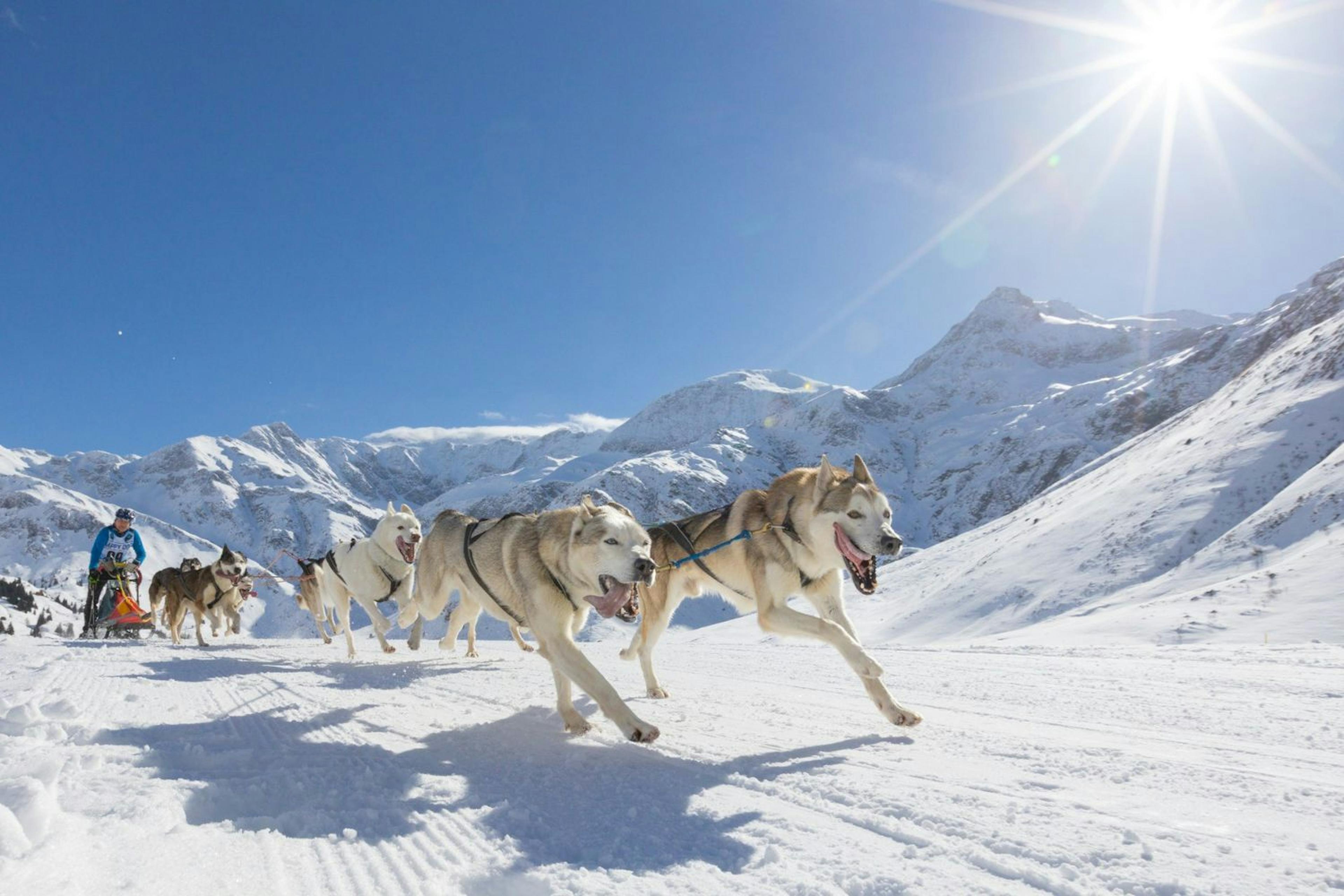 Dog sledding in Bad Gastein, Austria