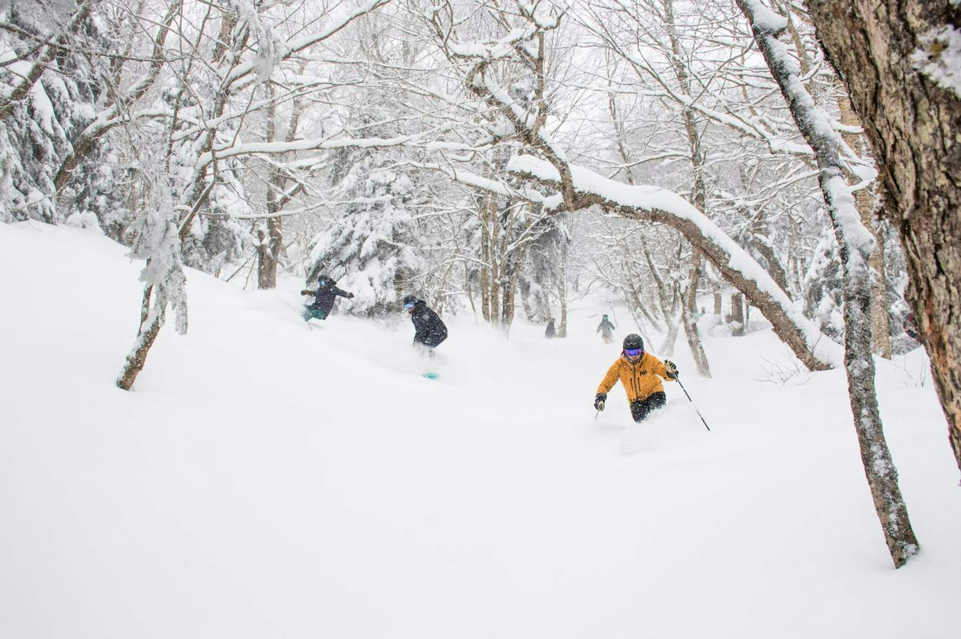 Skiers and snowboarders in the trees at Jay Peak