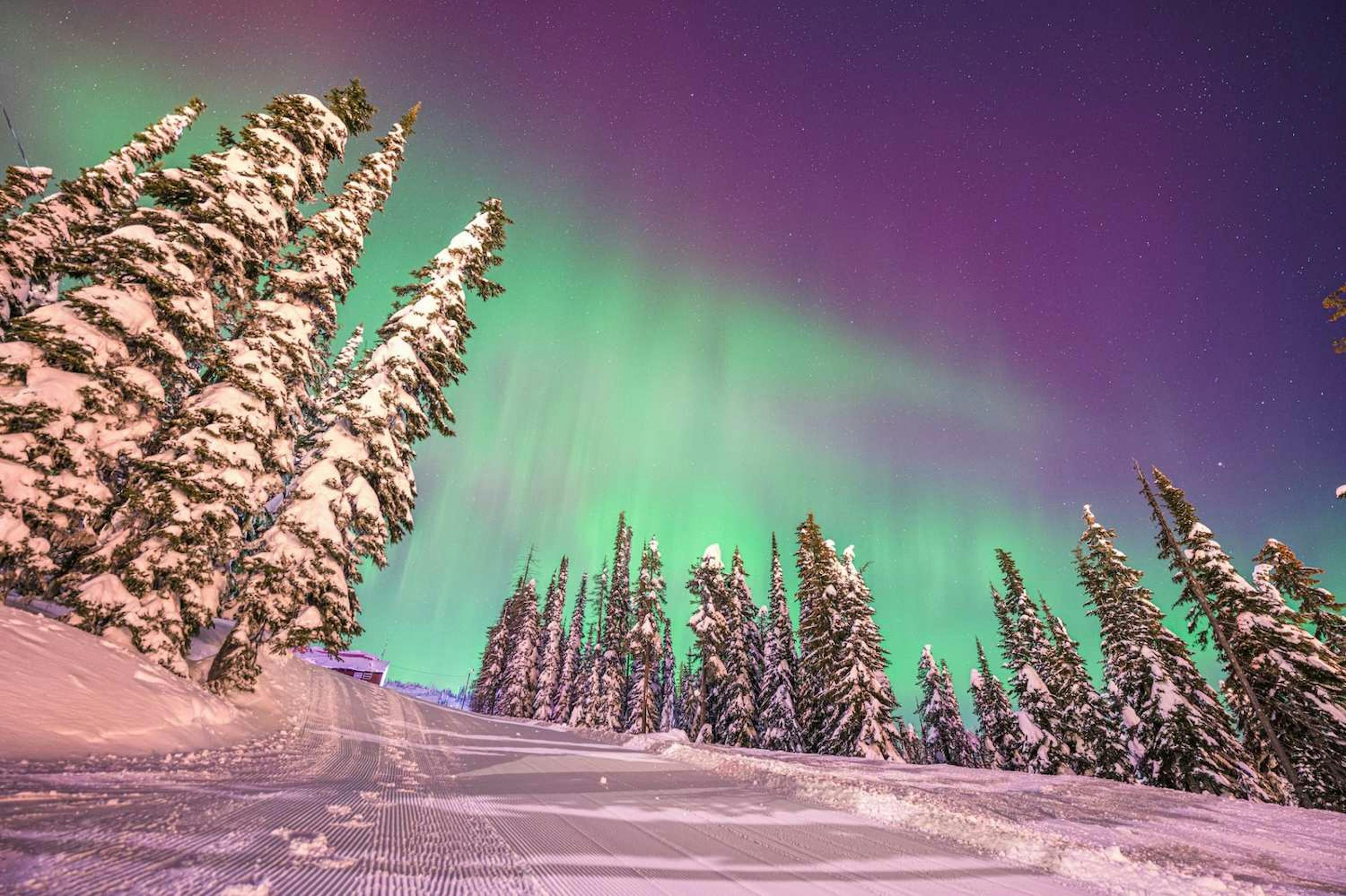 The aurora borealis dances above snow-covered trees at Big White Ski Resort