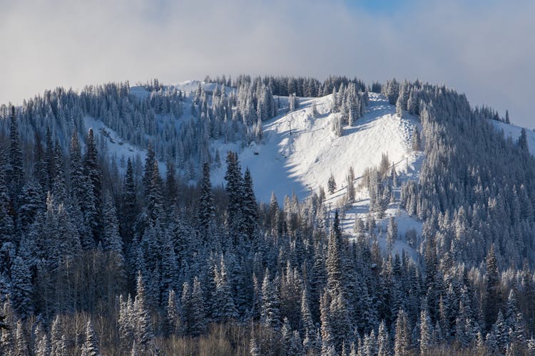 snow on the trees at park city