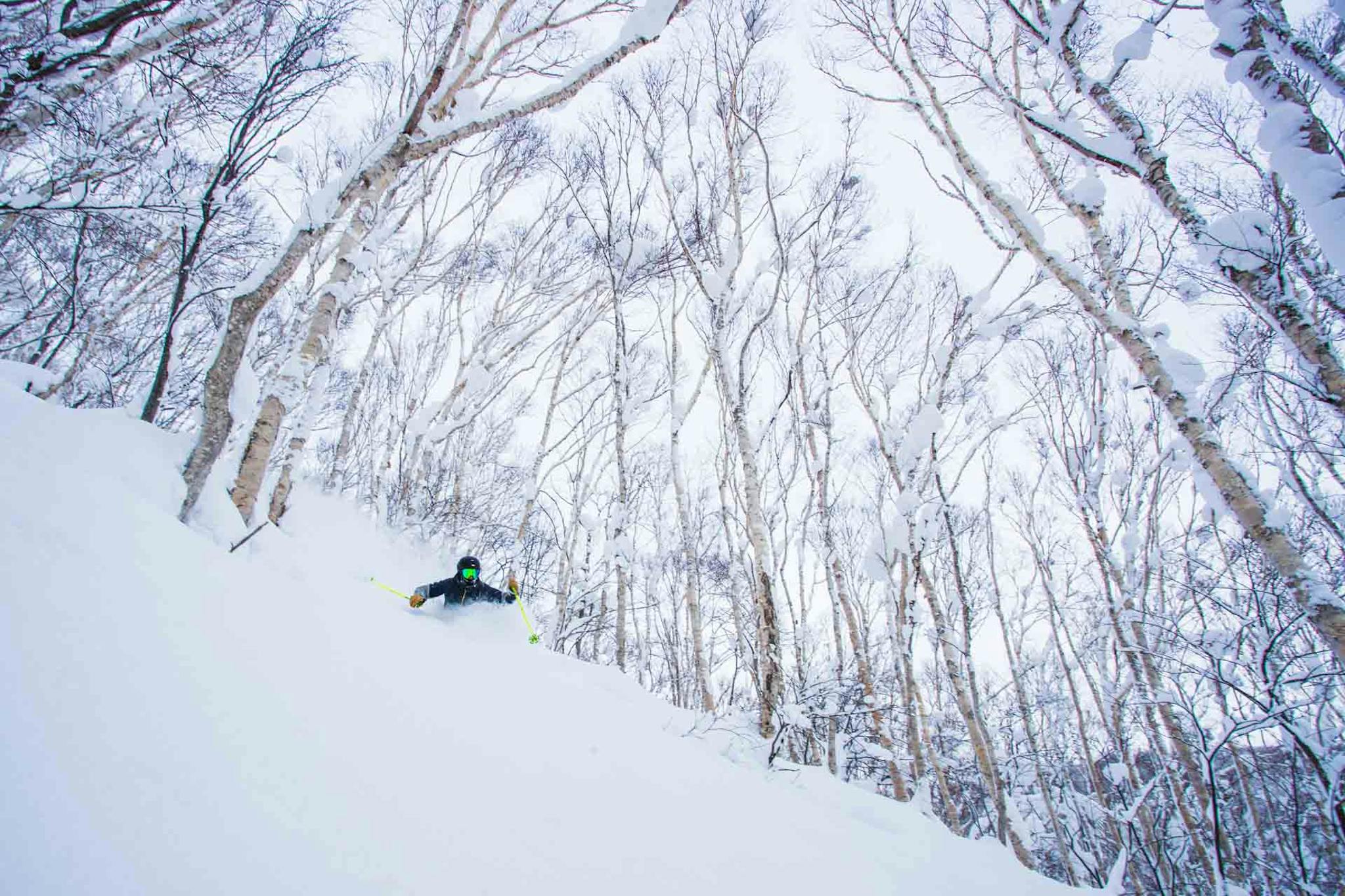 Skiing Japan Powder