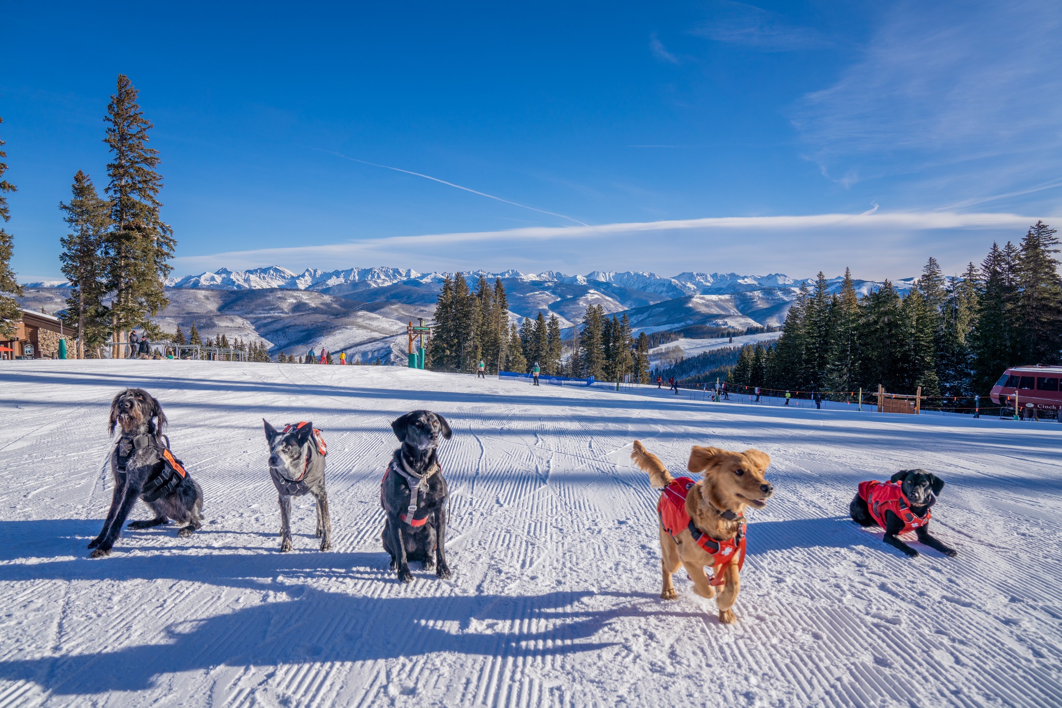 Meet the Avalanche Dogs: Ski Patrol's Best Friends | To The