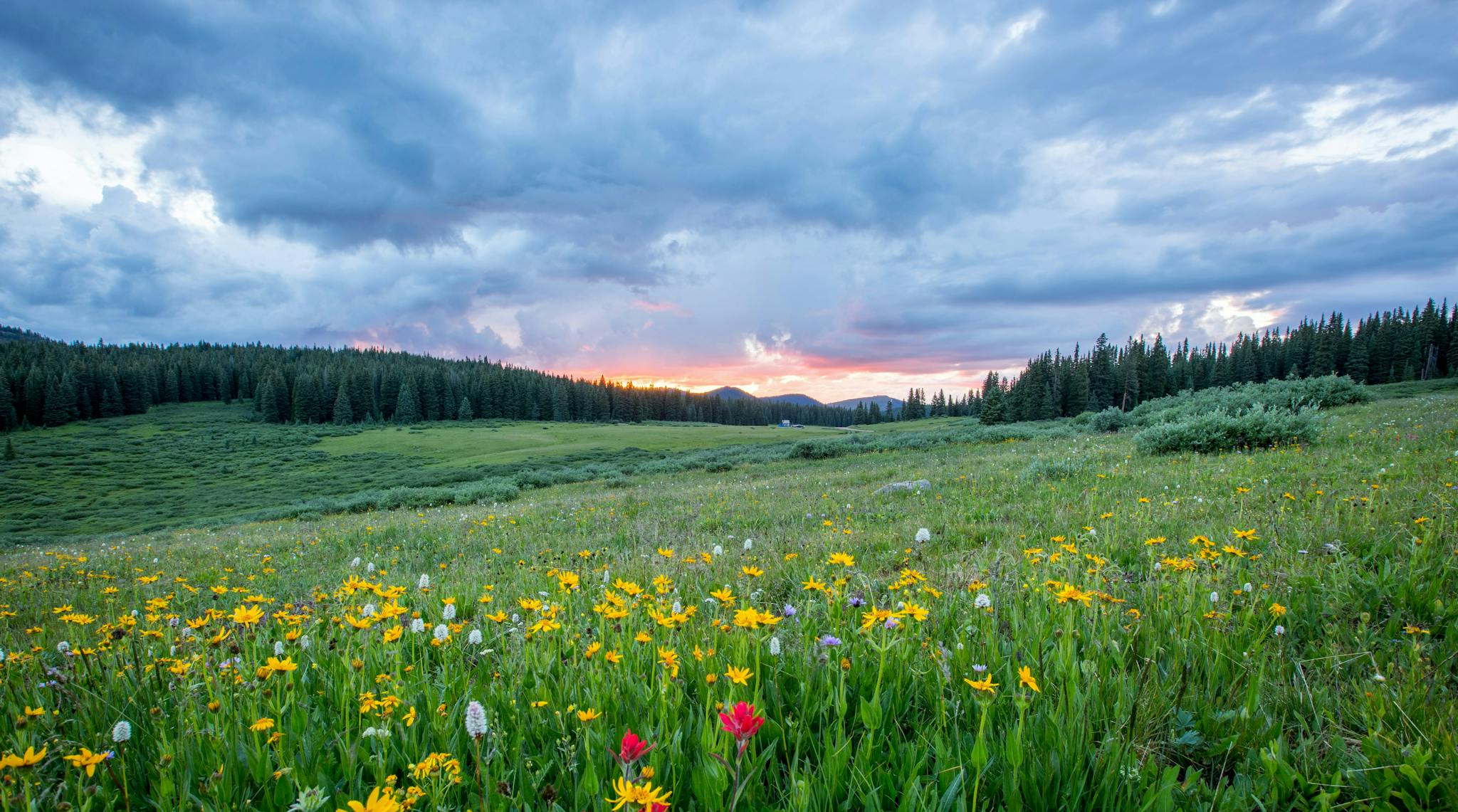 grassy field full of colorful wildflowers in Cottonwood Canyons at sunset