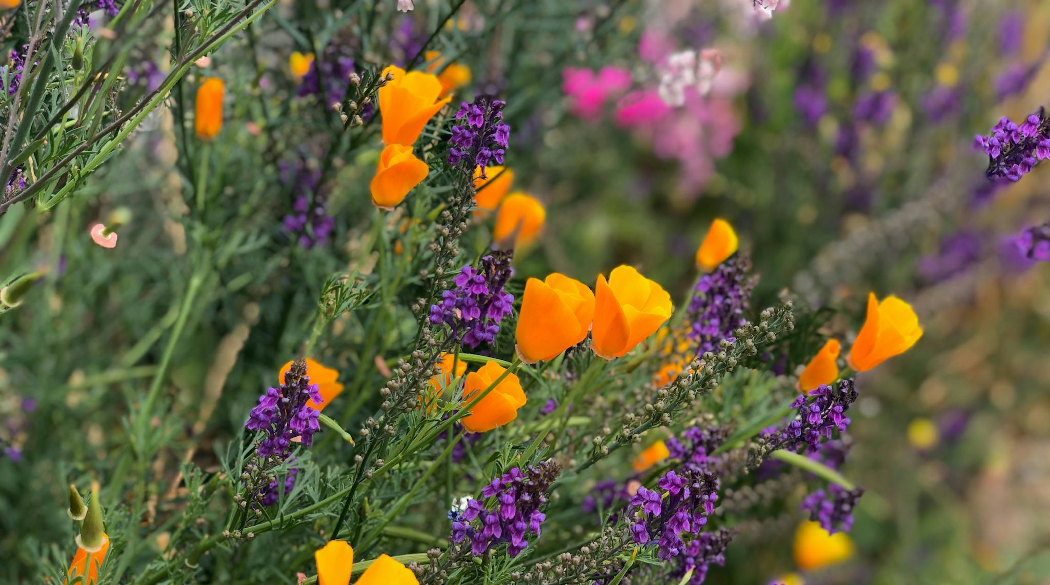vibrant orange California poppy wildflowers and purple lavender flowers in the Cottonwood Canyons