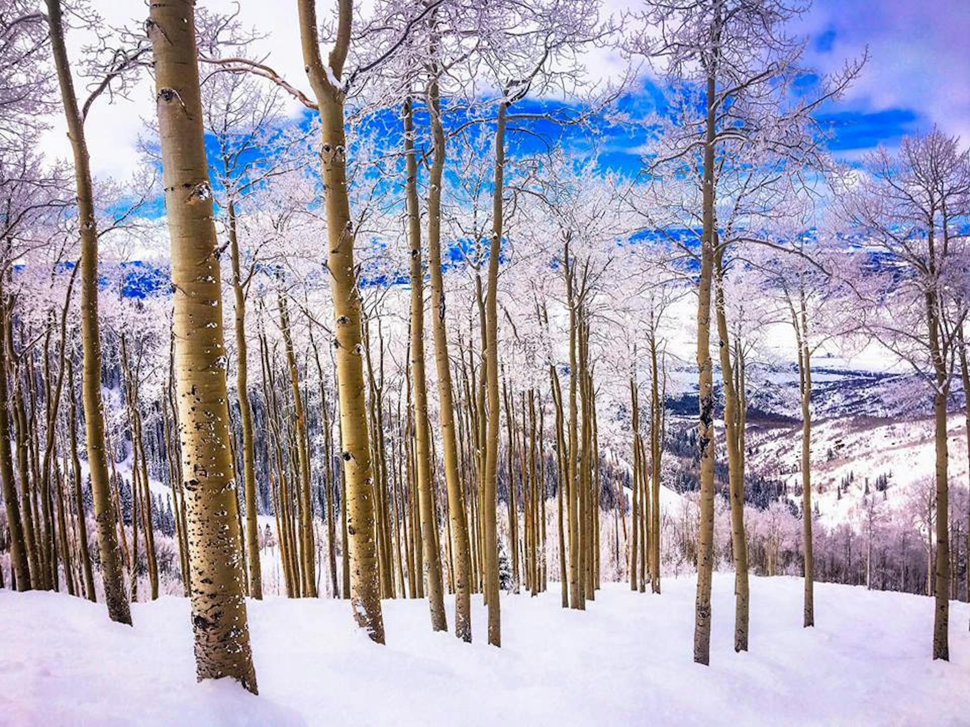 Steamboat glades, steamboat tree skiing