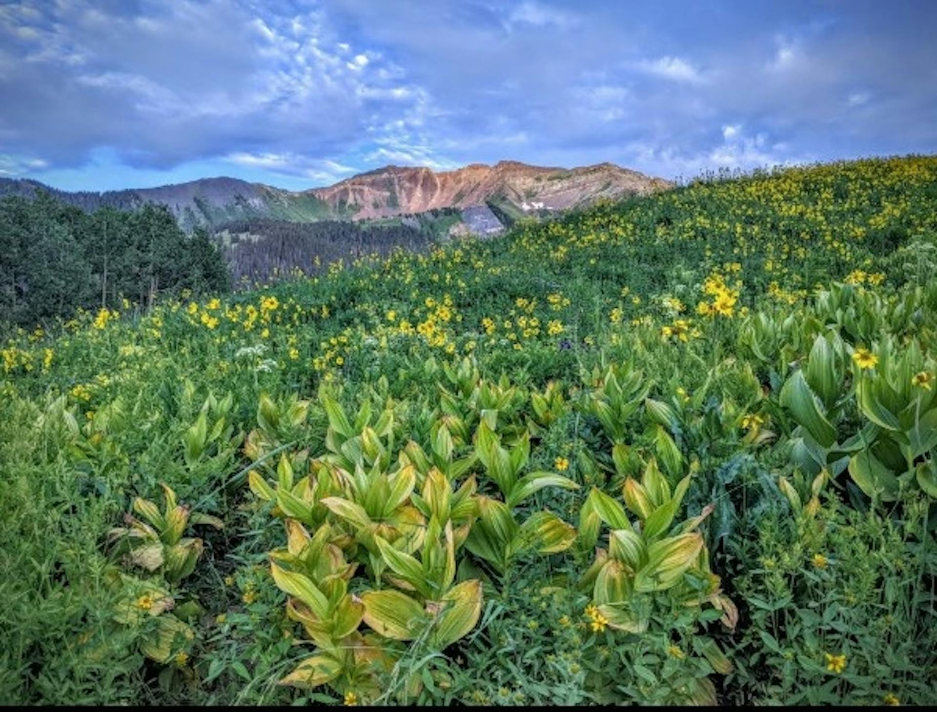 Fields of bright yellow arnica wildflowers framed by the alpine mountains of Crested Butte 