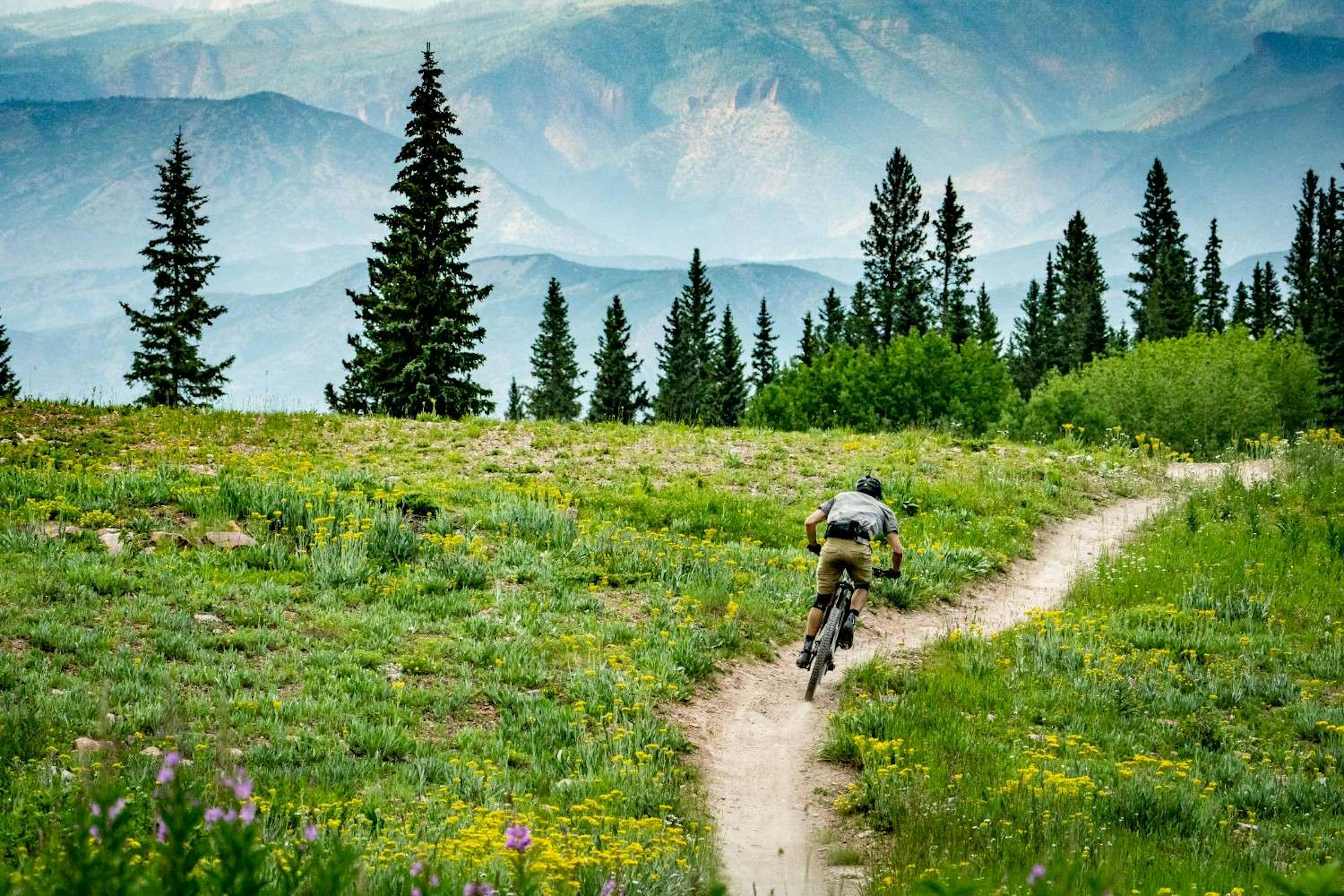 Mountain biker riding along a scenic bike trail surrounded by grassy fields, wildflowers, pine trees and alipine mountains