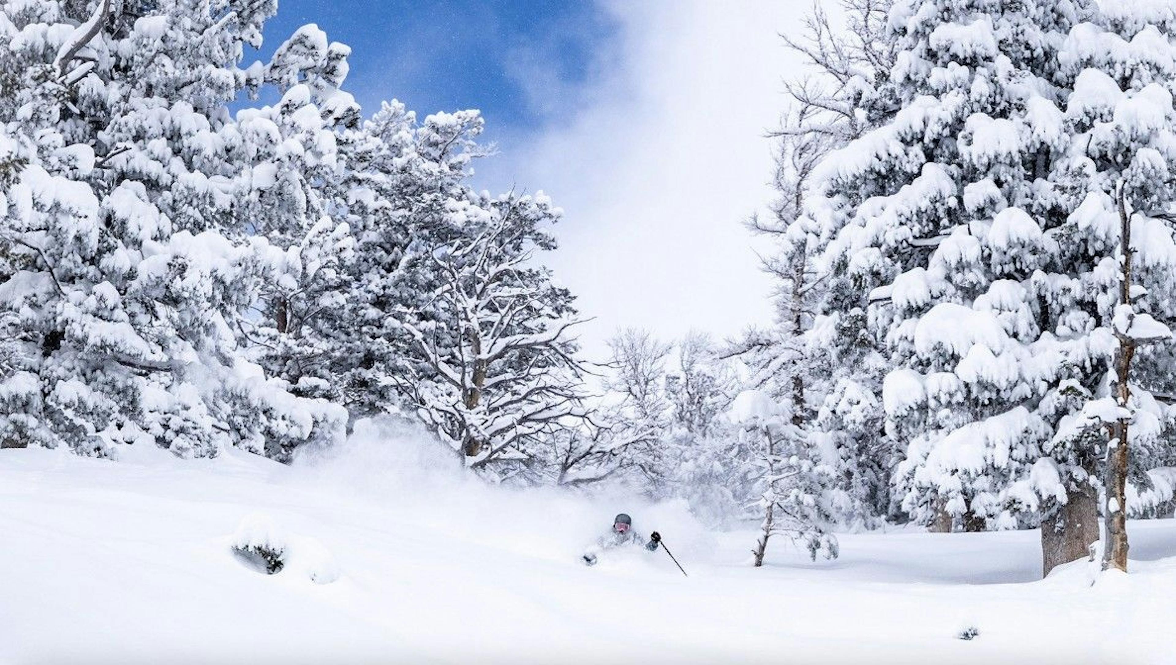 Skiier immersed in powder skiing down the slopes at Solitude Ski Resort