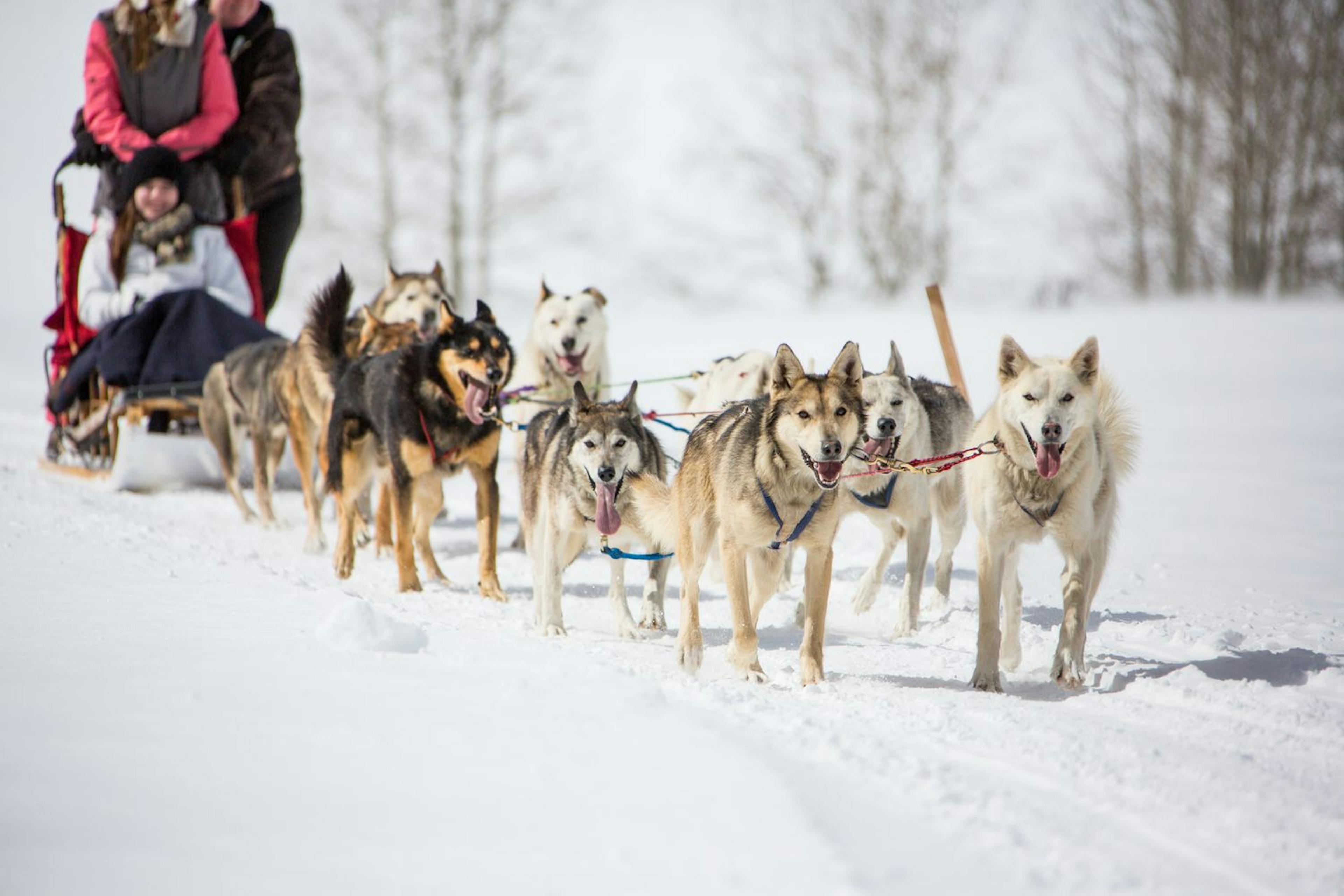 Dog sledding at Breckenridge in Colorado, USA.