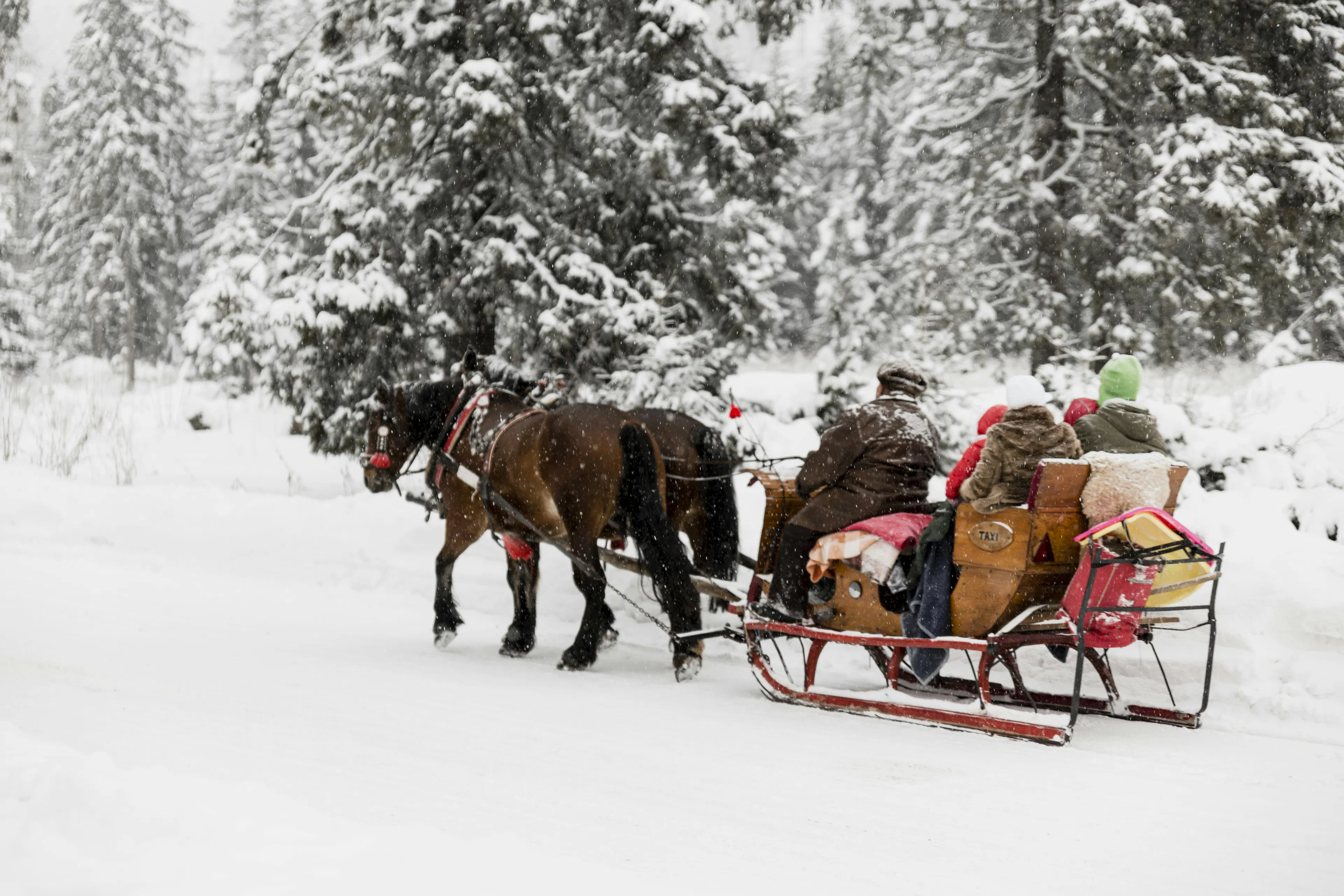 ZWZcQflp people sledge with horses winter woods