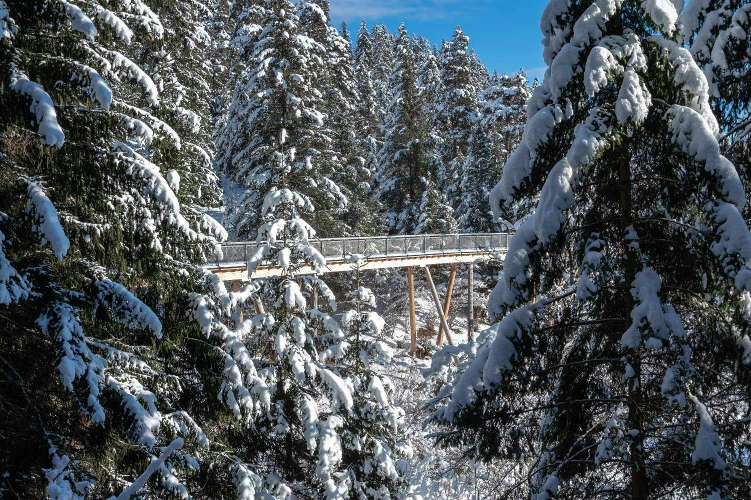 Looking at the Senda dil Dragun treetop walkway framed by snowy trees from a distance