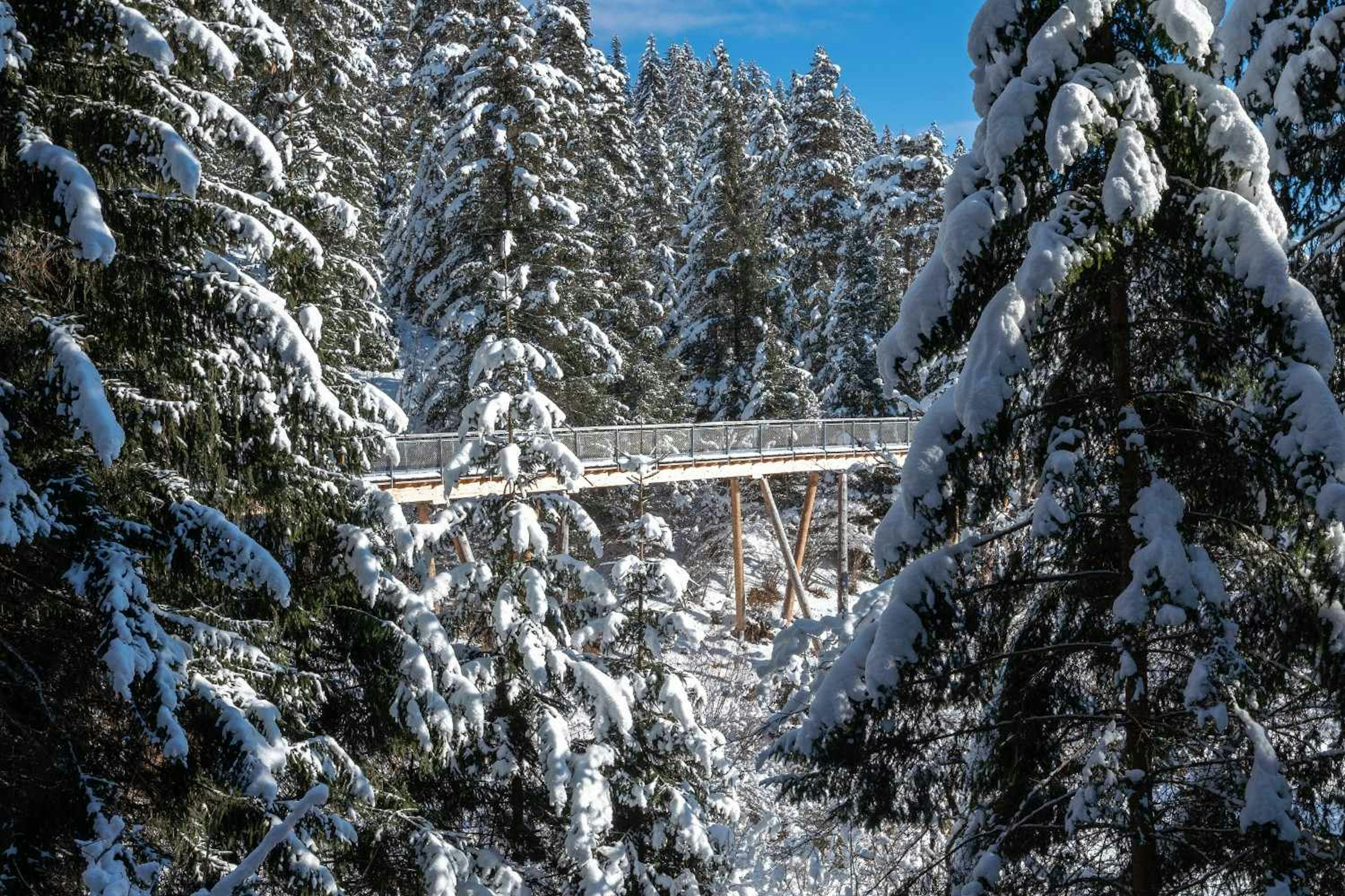 Looking at the Senda dil Dragun treetop walkway framed by snowy trees from a distance 
