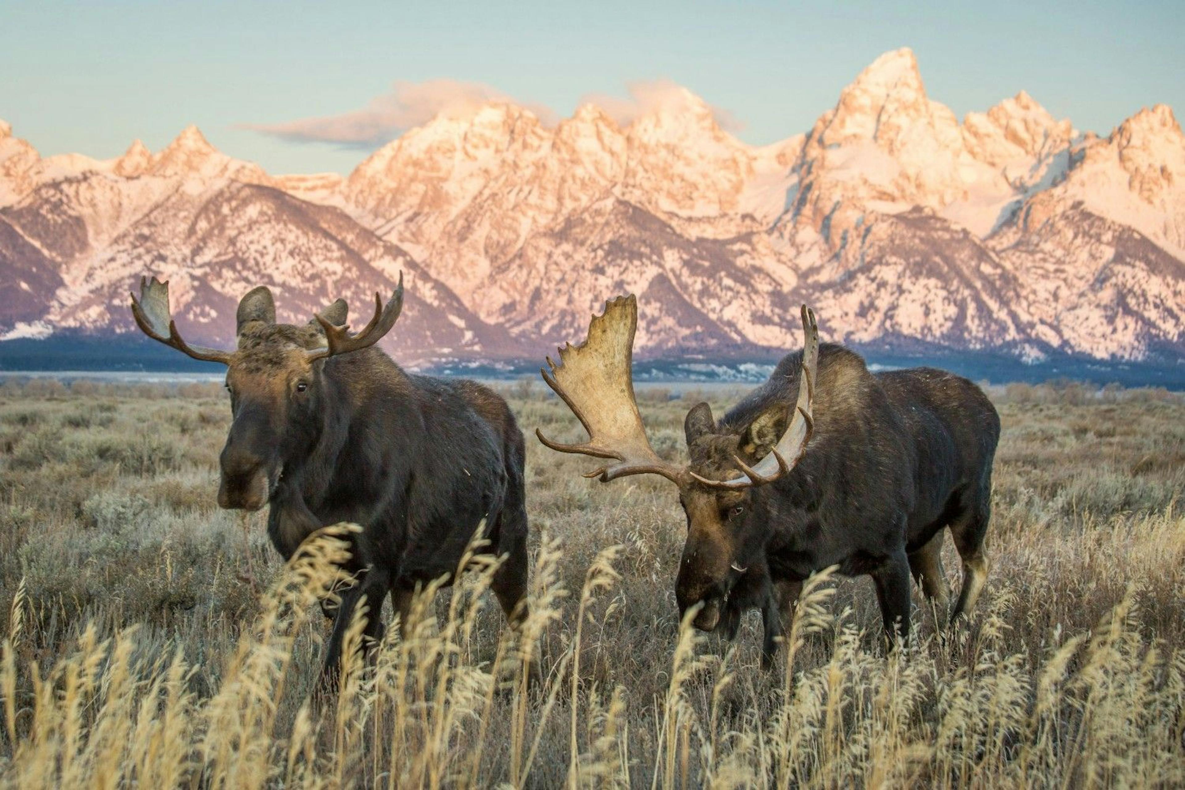Two moose in a grassy field with the snowy Tetons behind them