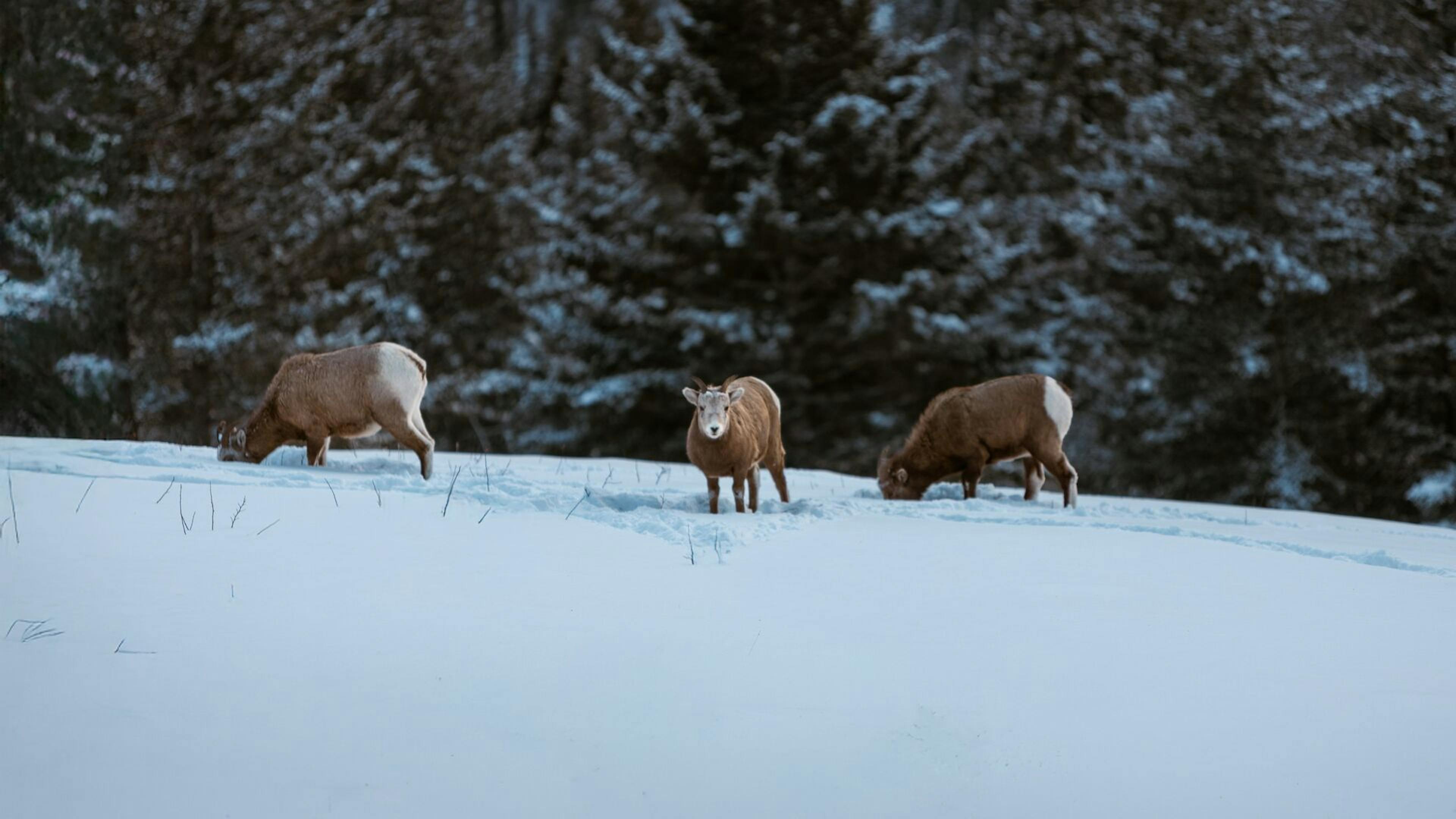 Three big horn sheep in a snowy field at Mt Norquay Lookout in Banff