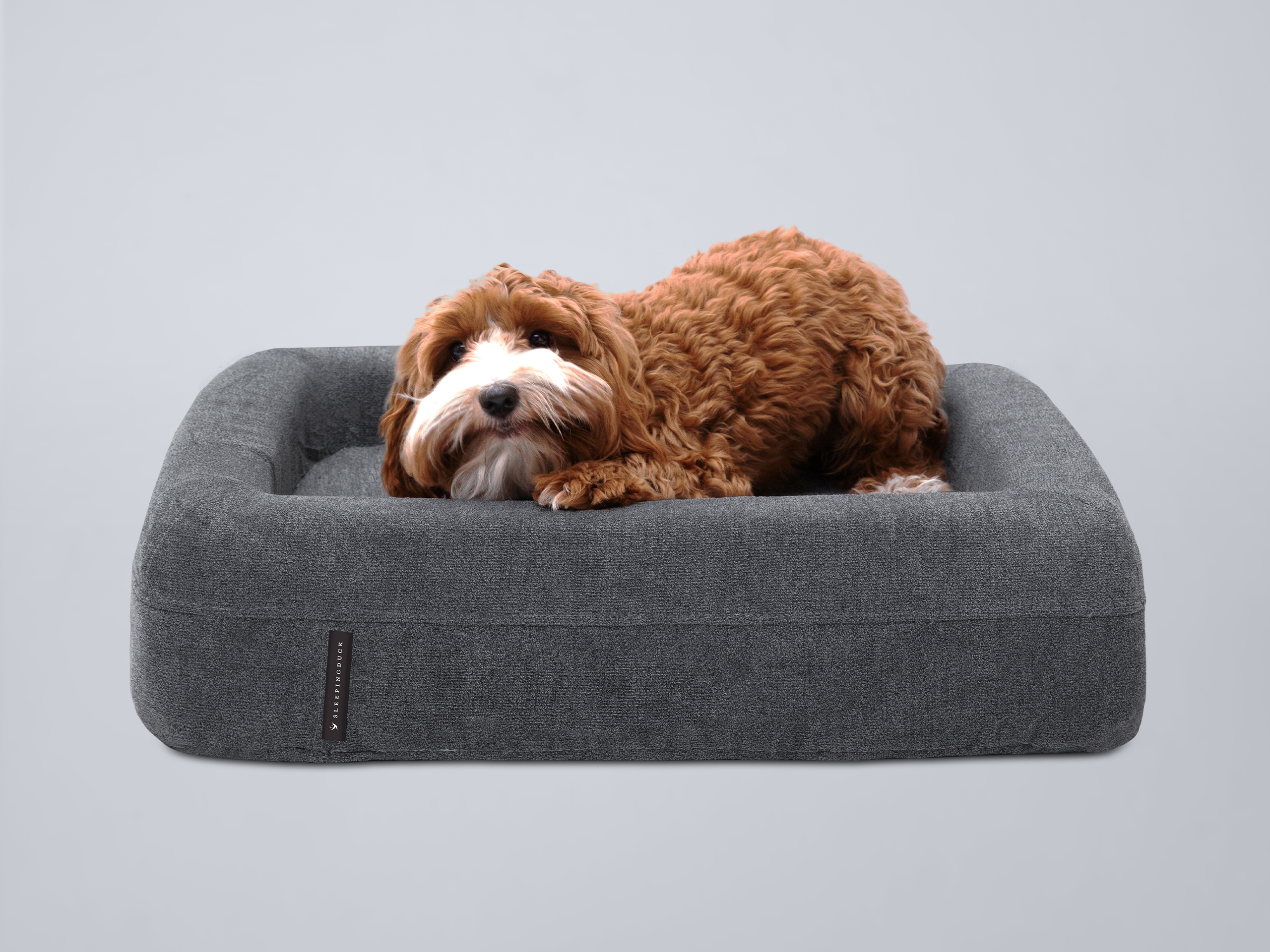 2 dog dog outlet bed