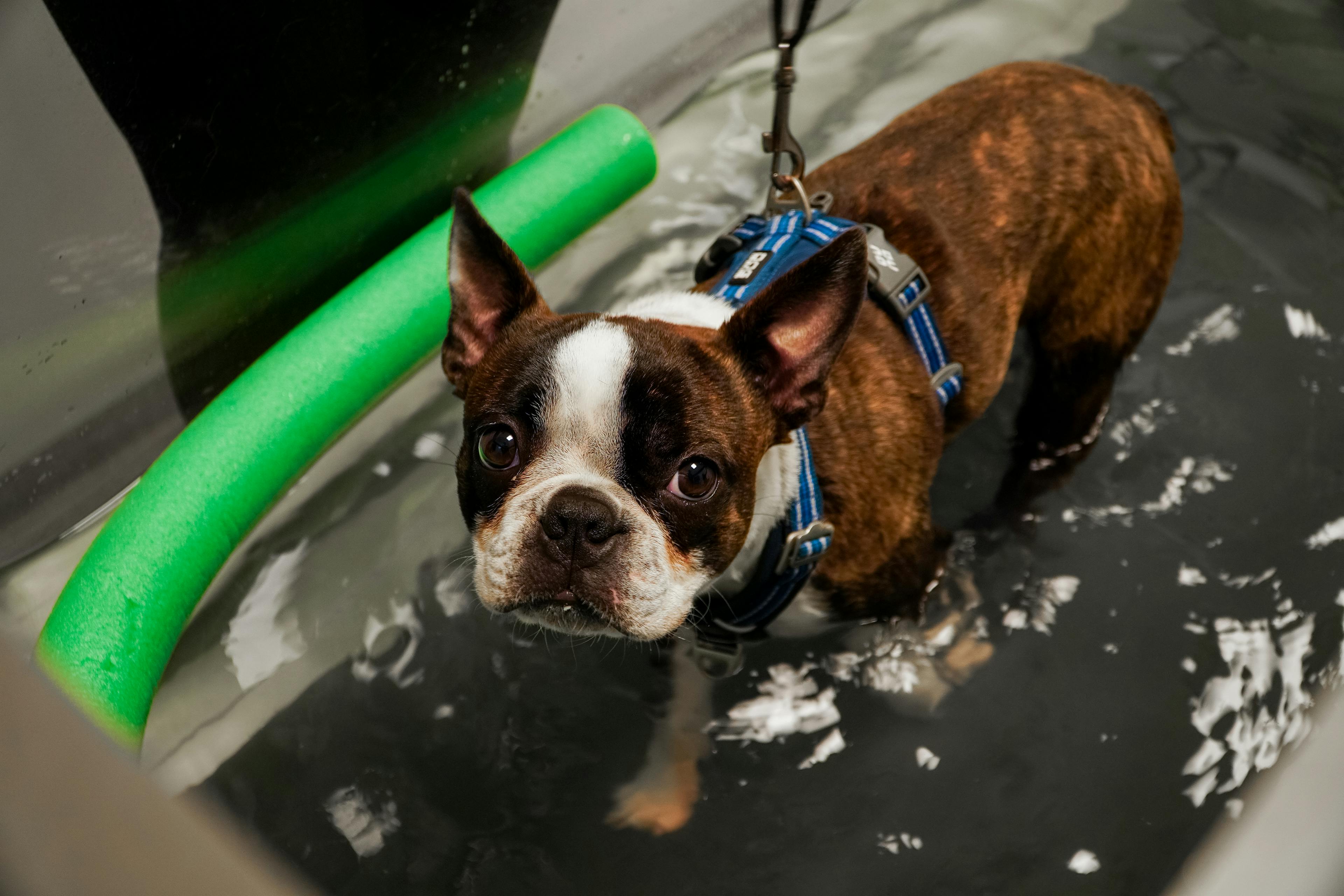 Rehab hund Växjö