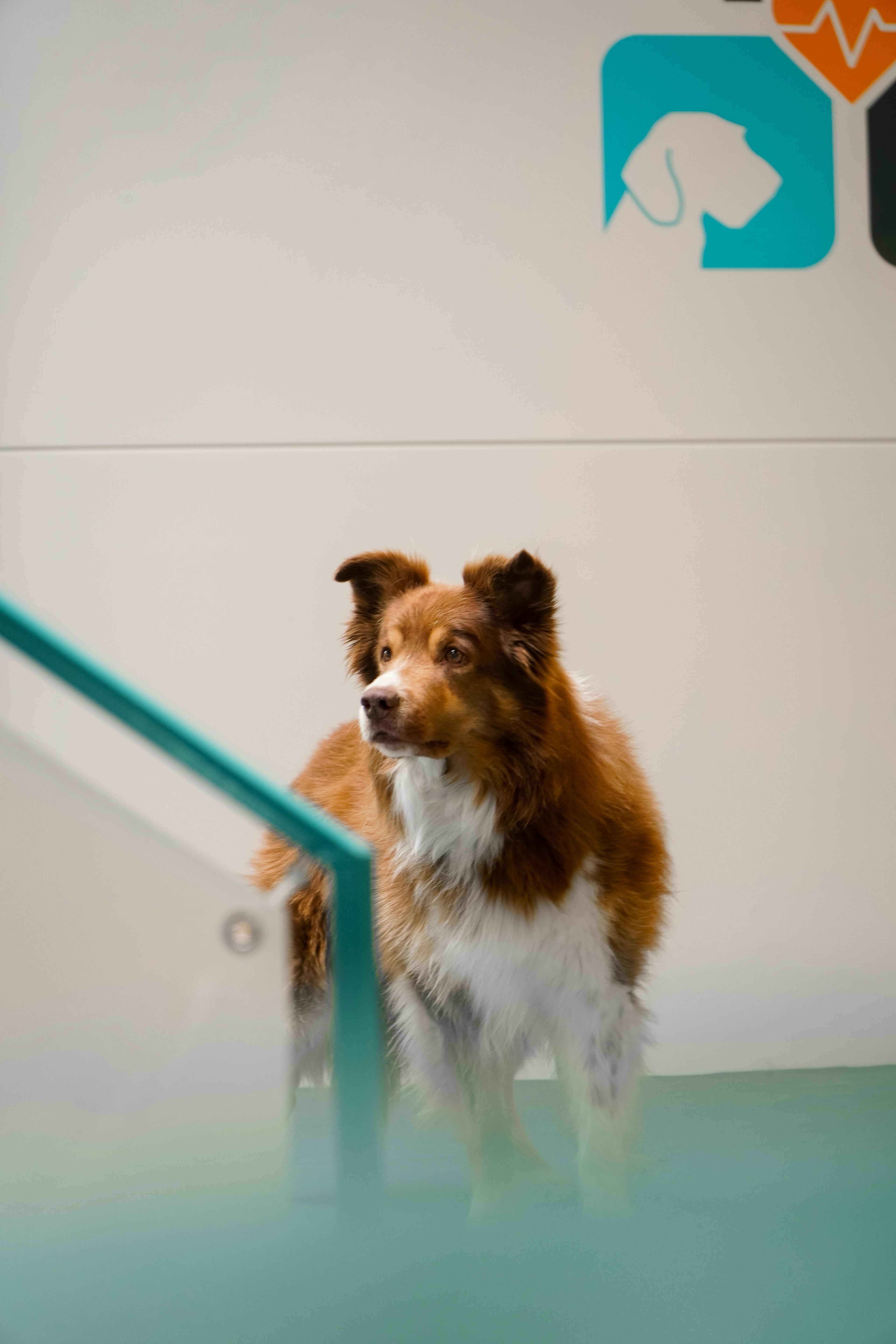 Träningshallar hund Växjö