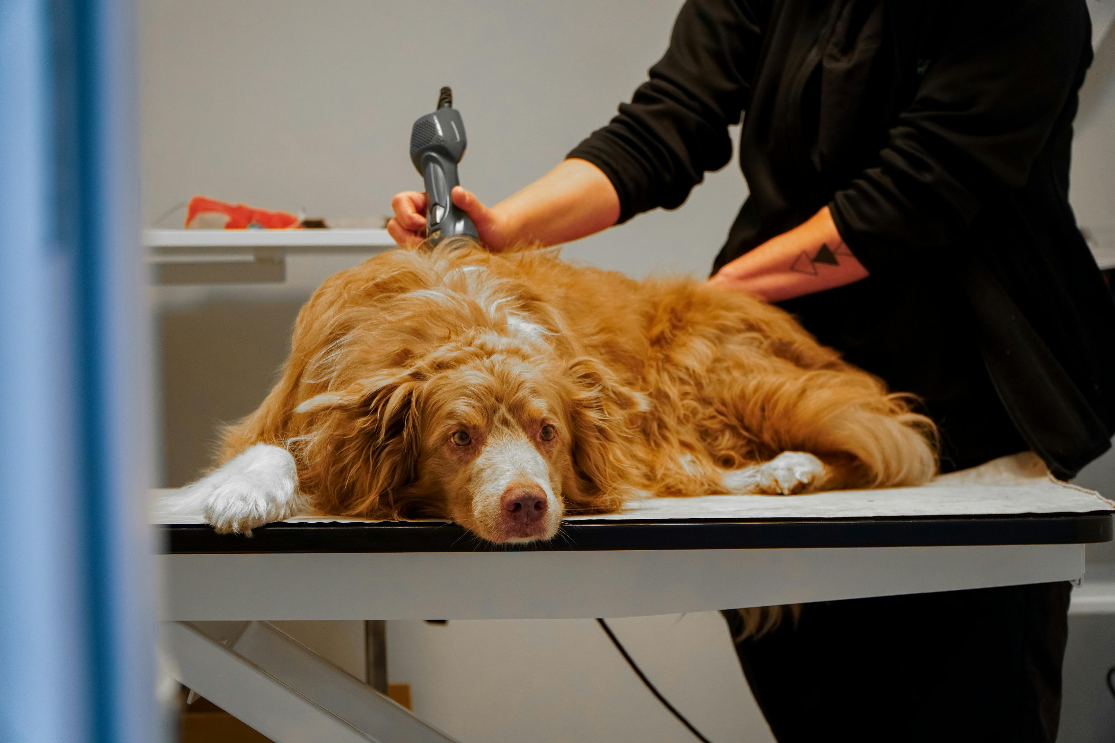 rehab hund och katt växjö