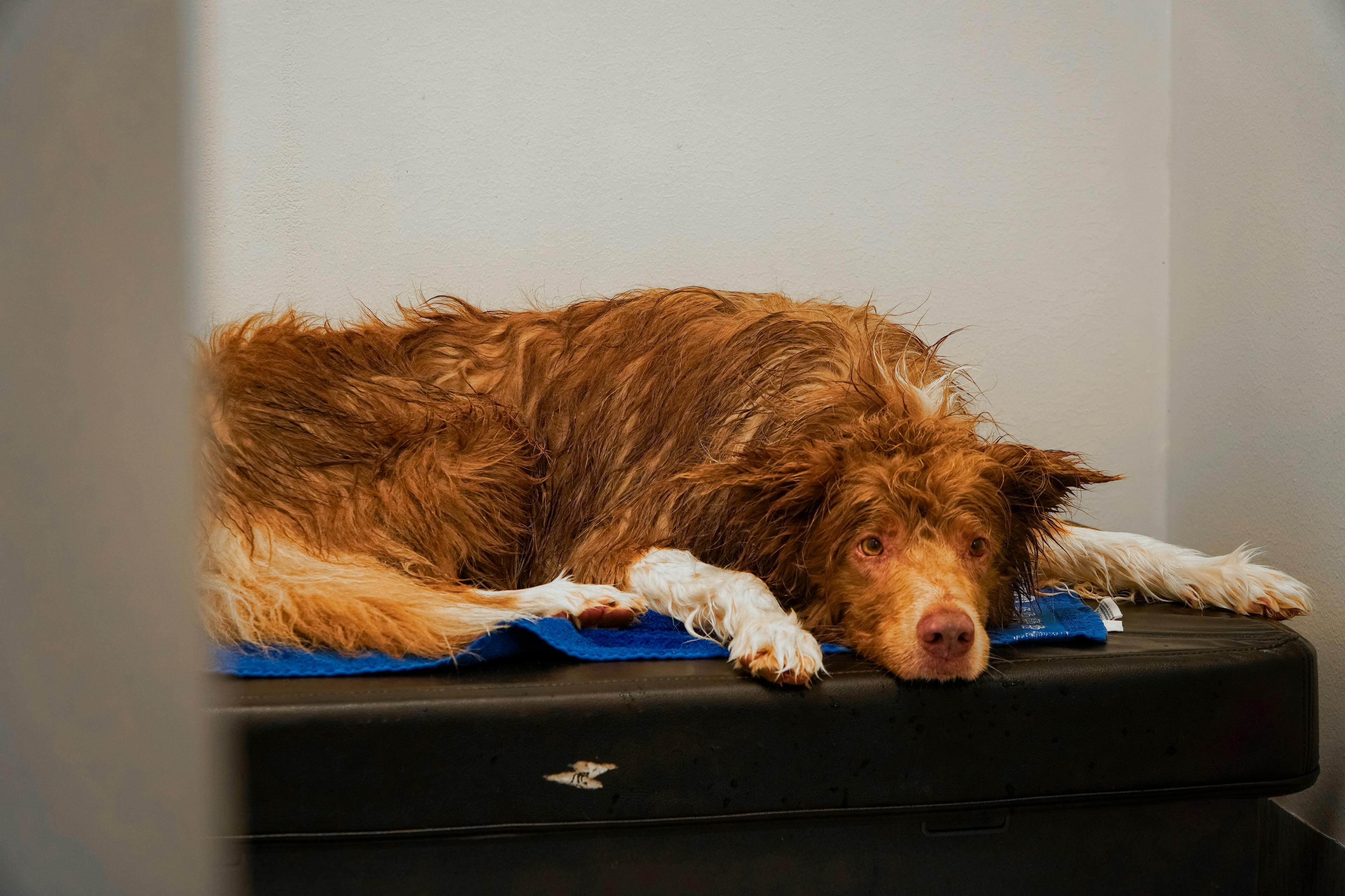 Vibrationsbehandling hund växjö