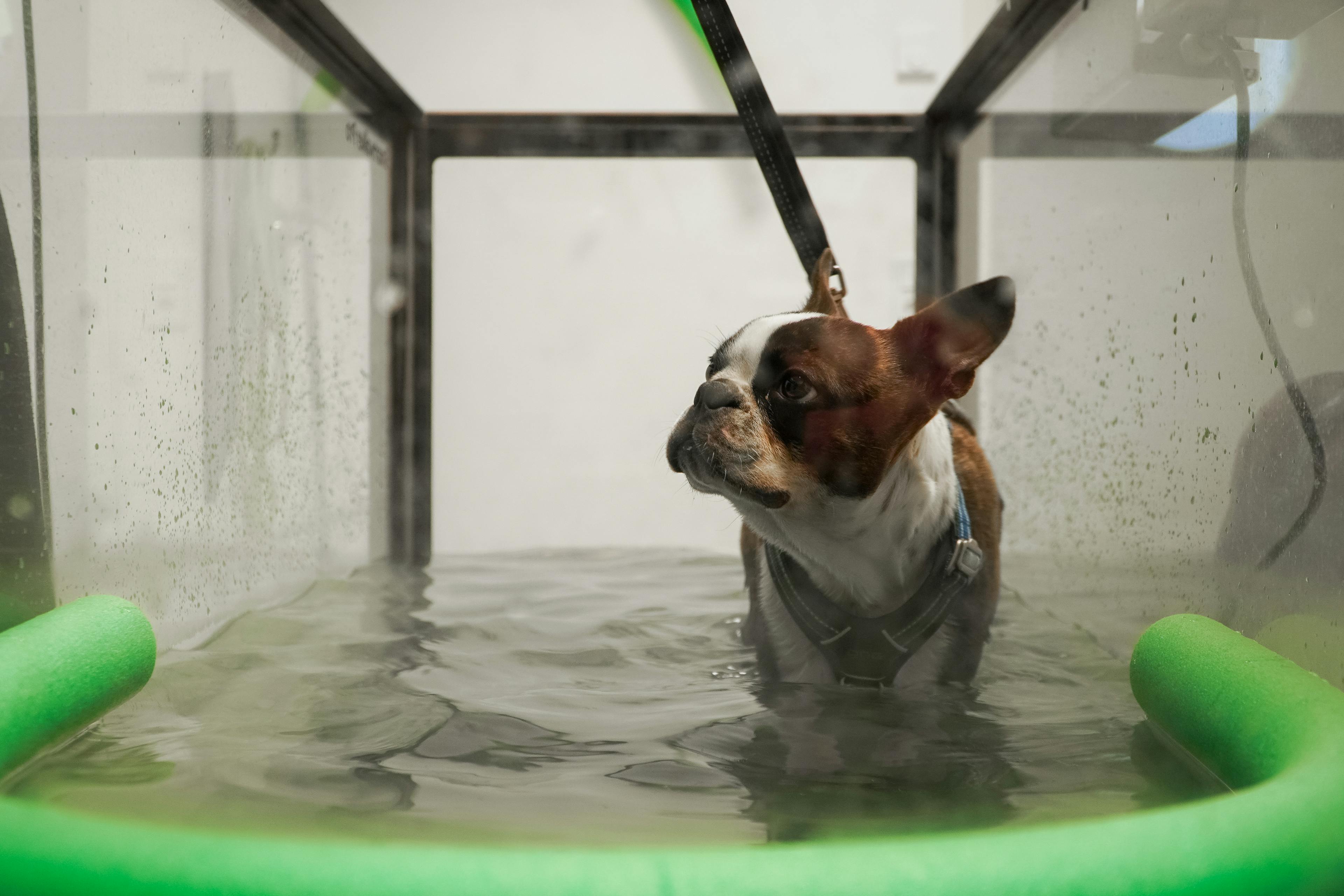 rehab hund växjö