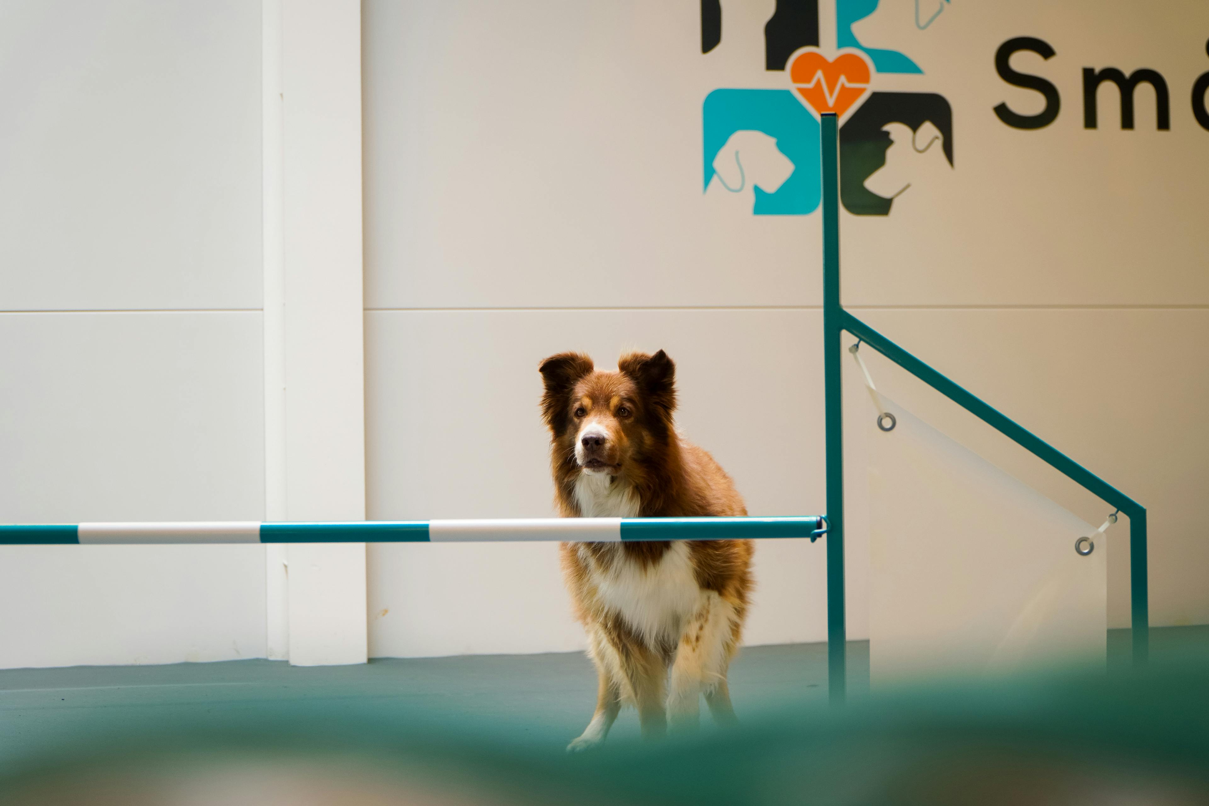 Boka ditt besök Hund