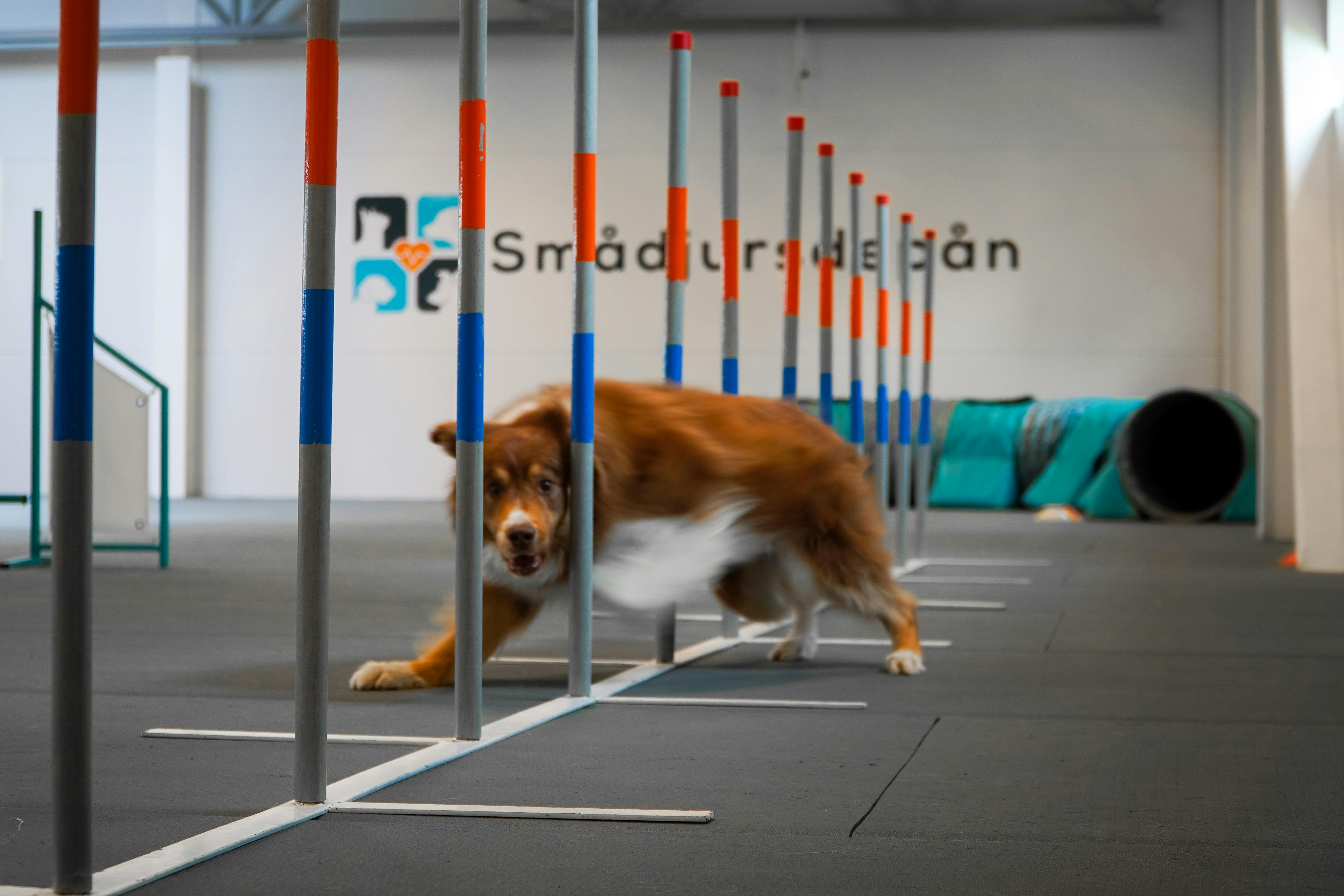 agility växjö