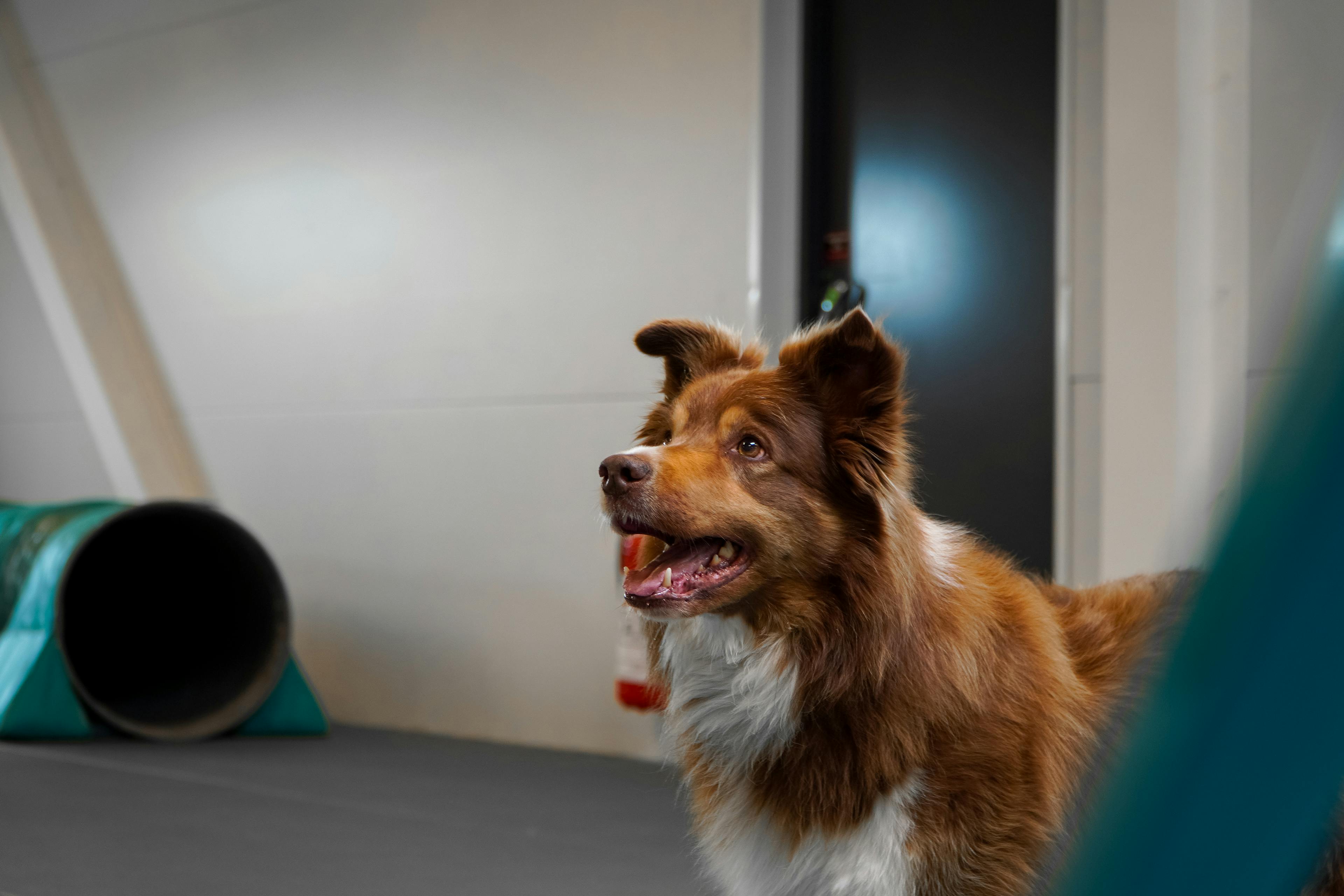 träningshall hund växjö