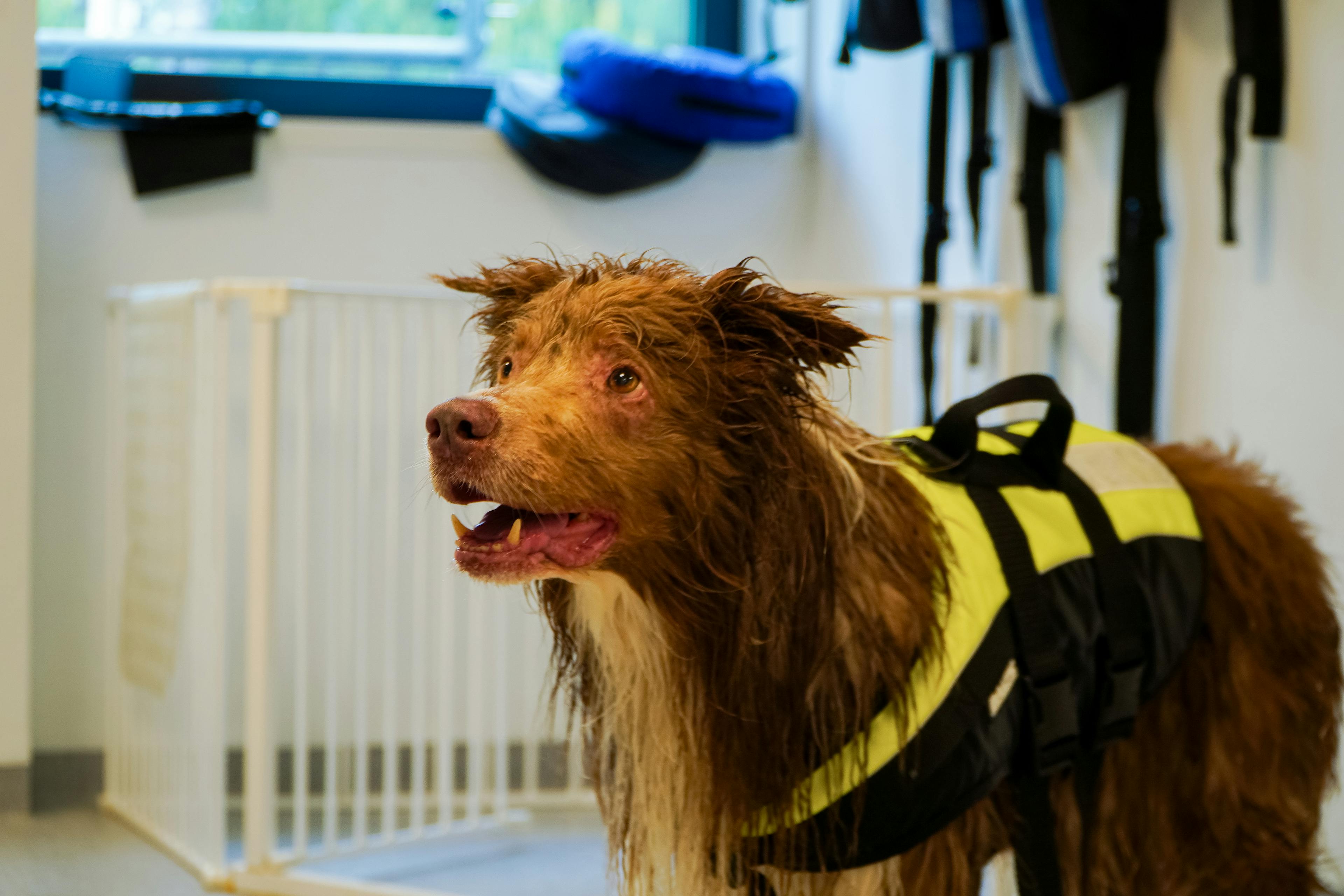 Bild på hund