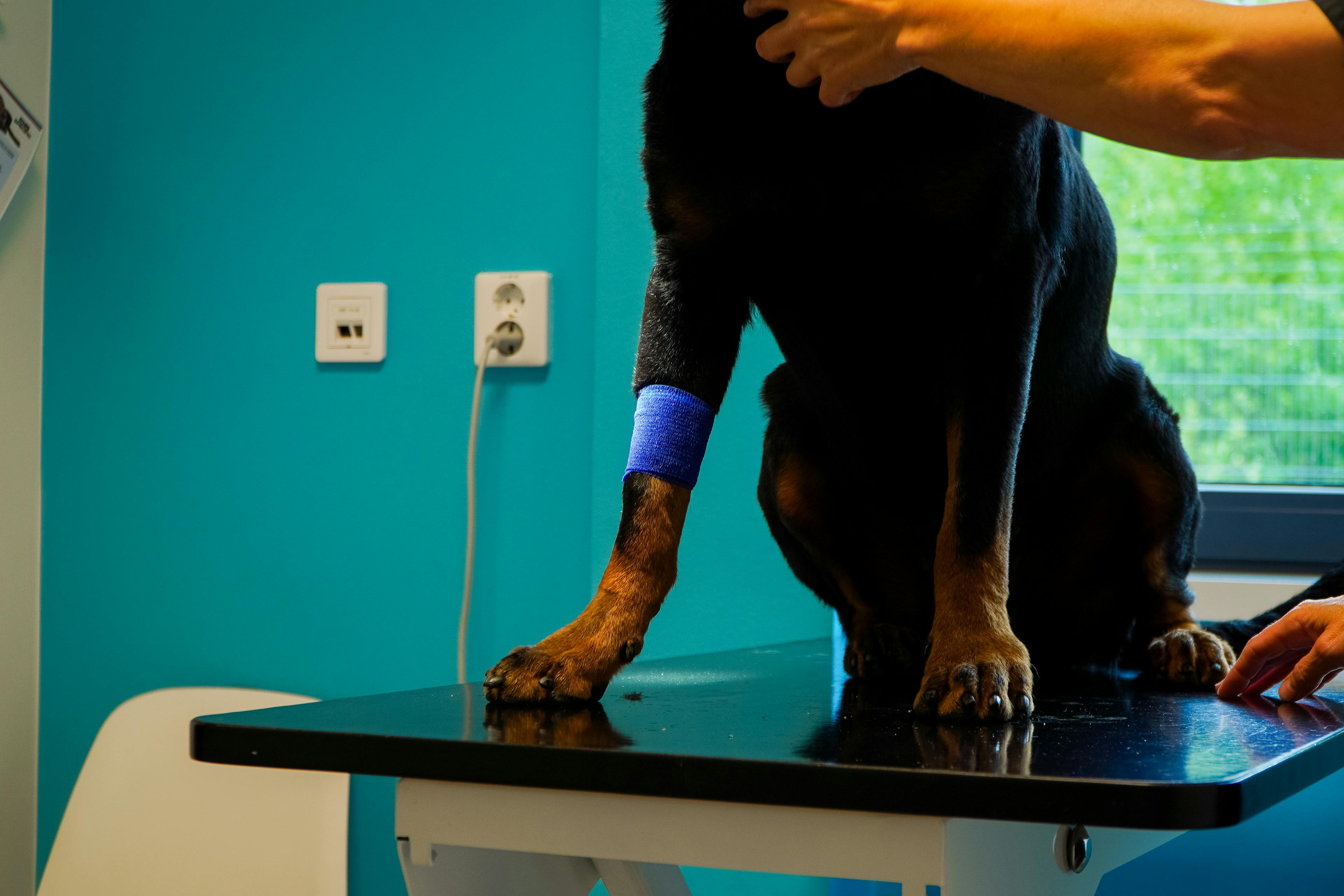 Akutveterinär hund och katt Växjö