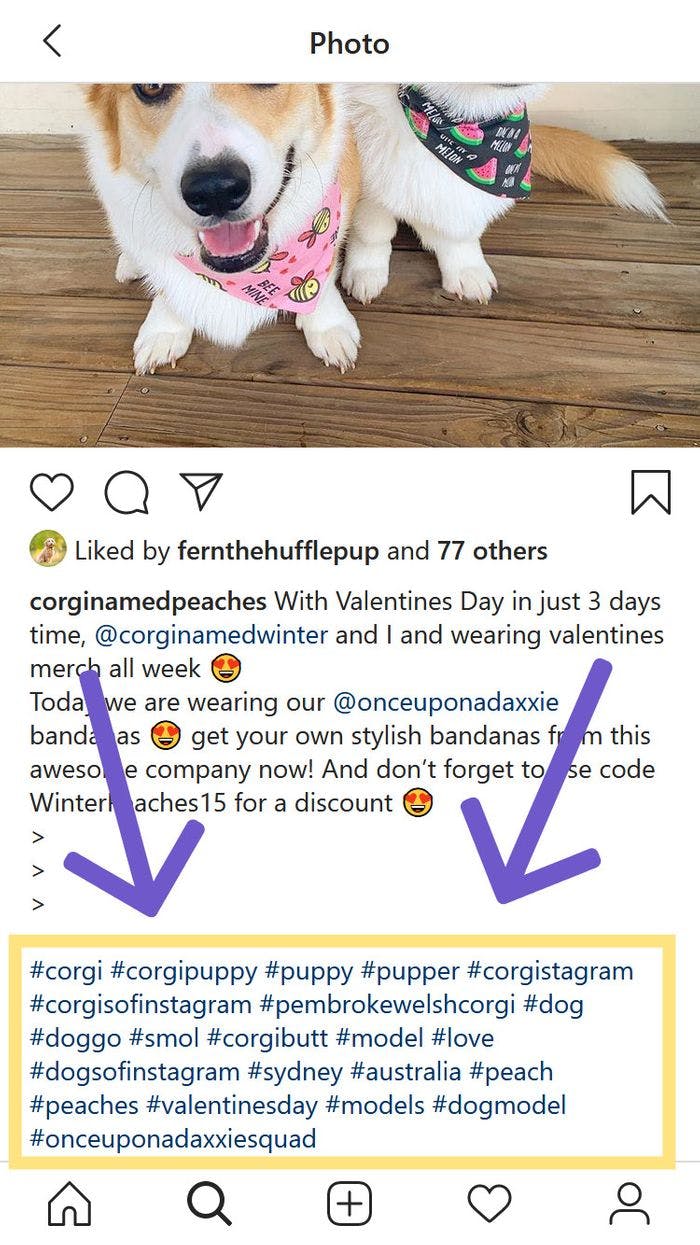 How Can I Make My Dog Grow On Instagram