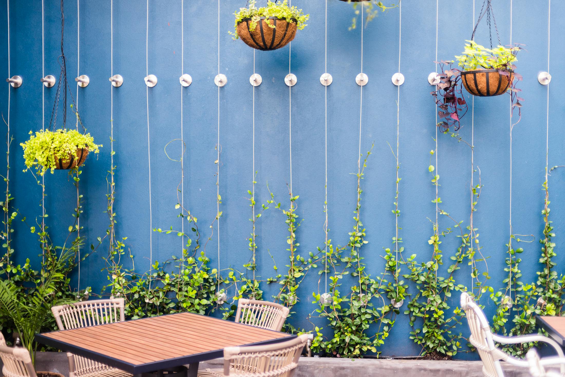 Close up view stainless steel cables attached to side of wall, star jasmine to climb onto.