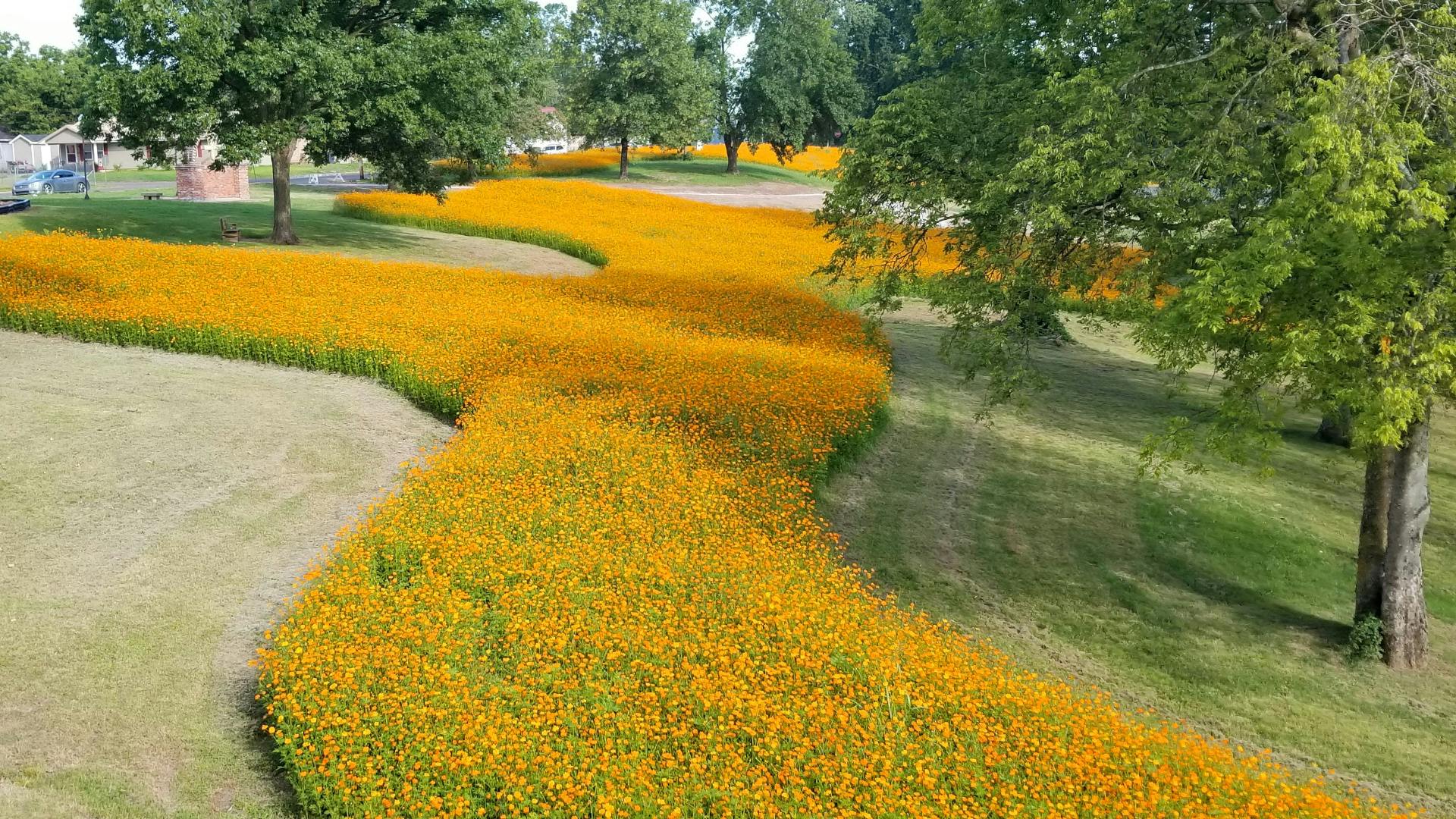 Field of orange and yellow cosmos flowers at full bloom, mowed to a sweeping pattern.