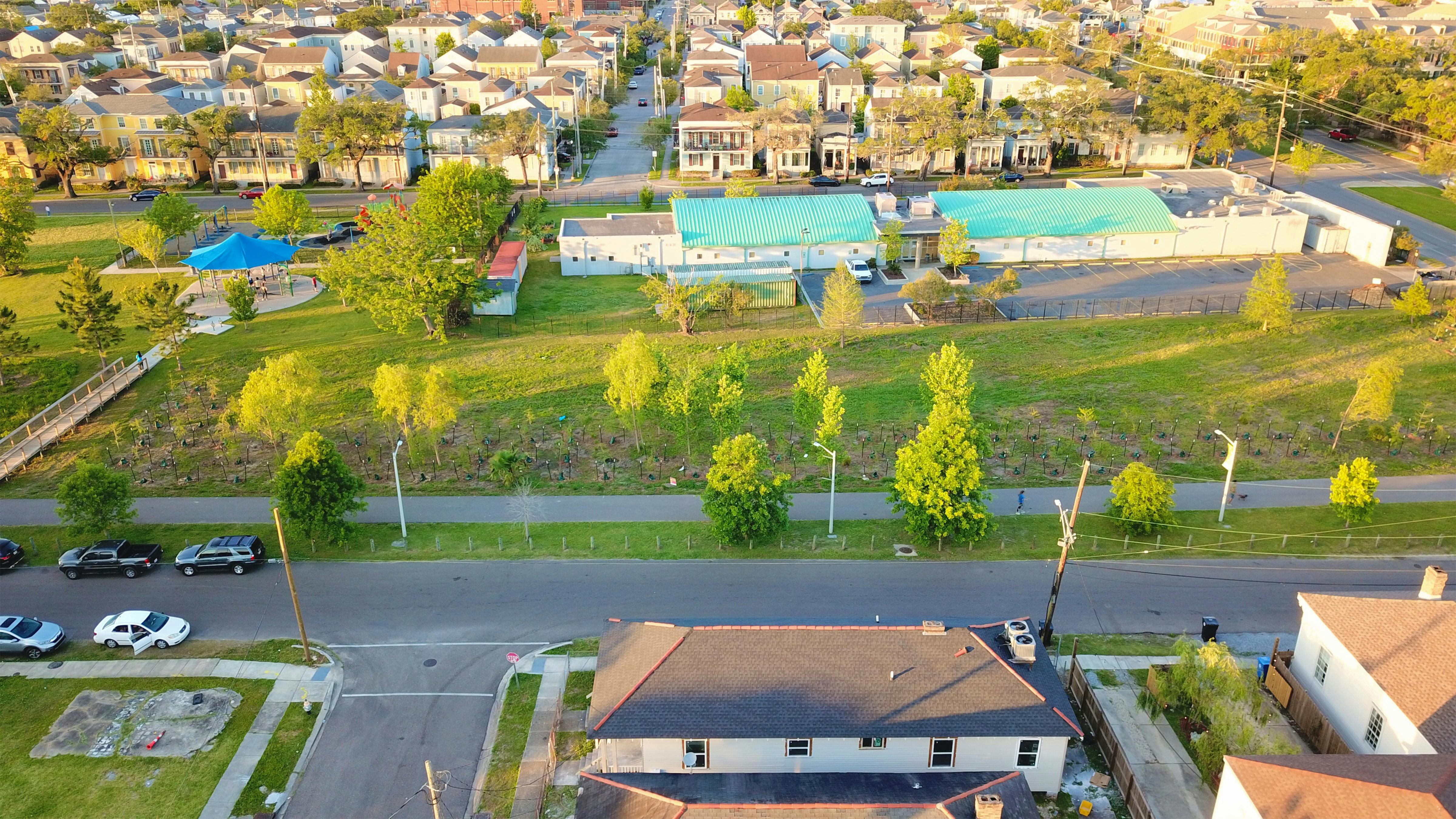 Aerial view of newly planted cypress trees filling in the gap between mature trees along the greenway.