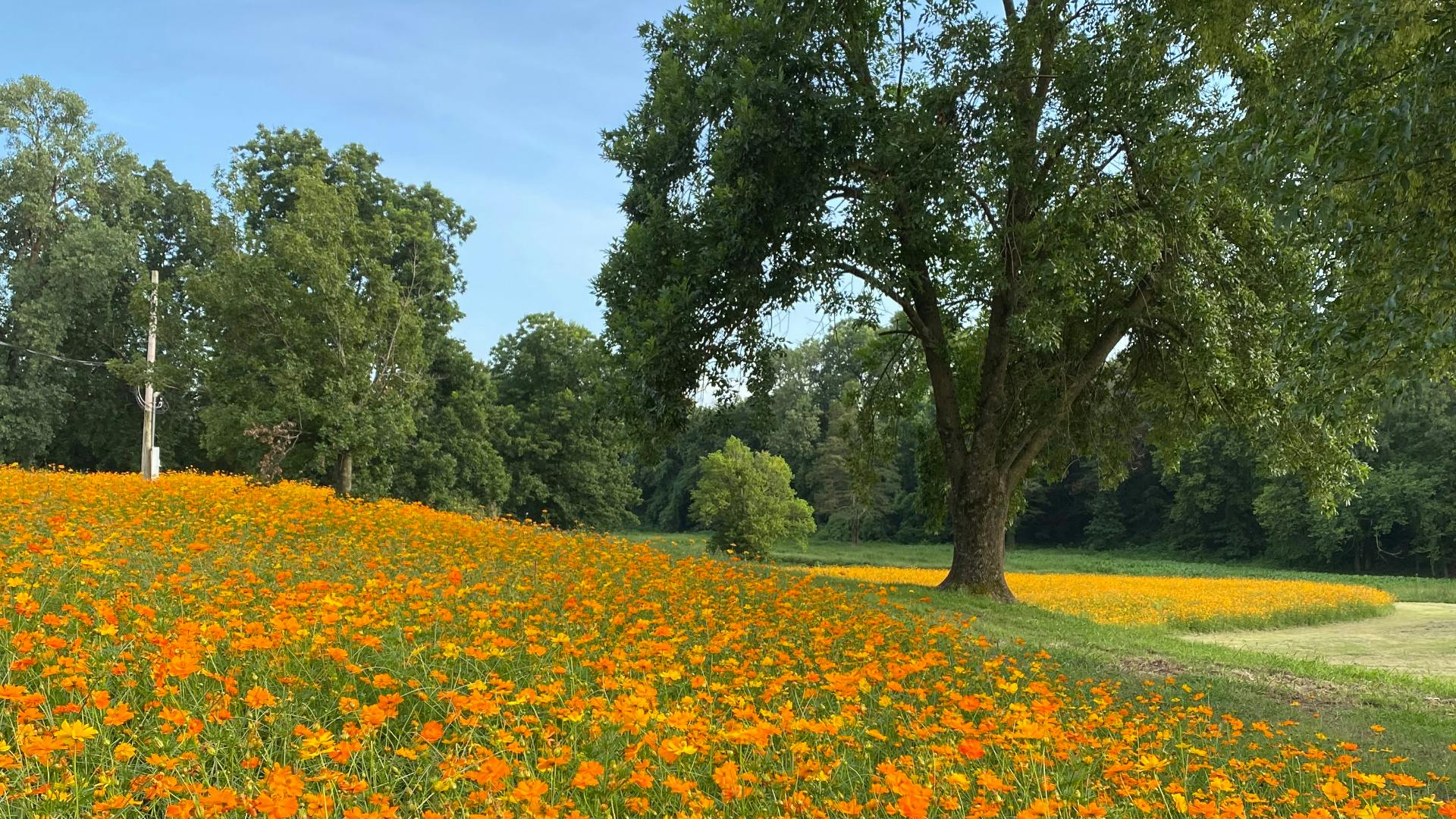 A field covered with orange and yellow cosmos flowers at full bloom on small hill.