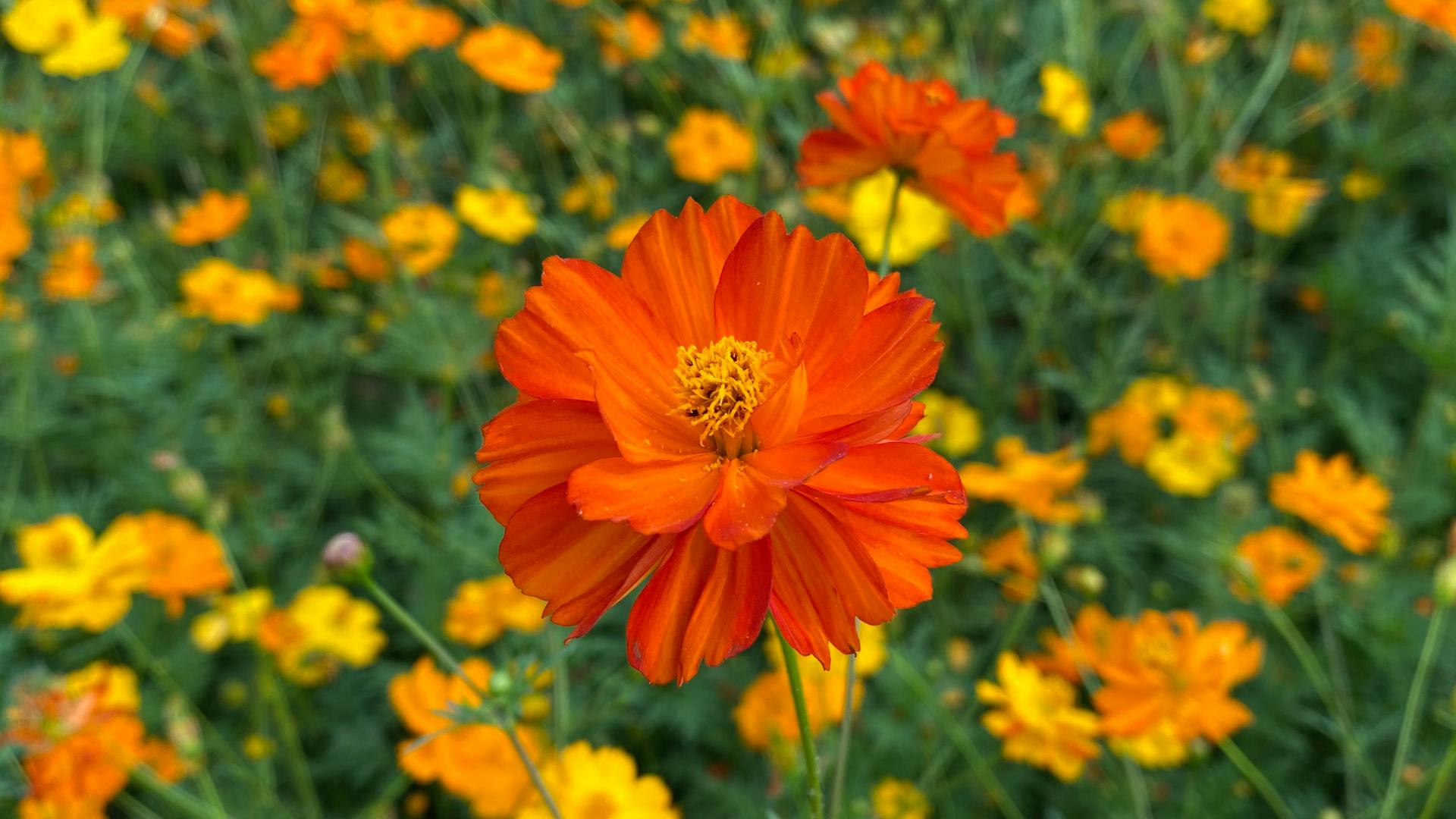 Close up of a vibrant orange cosmos flower. 