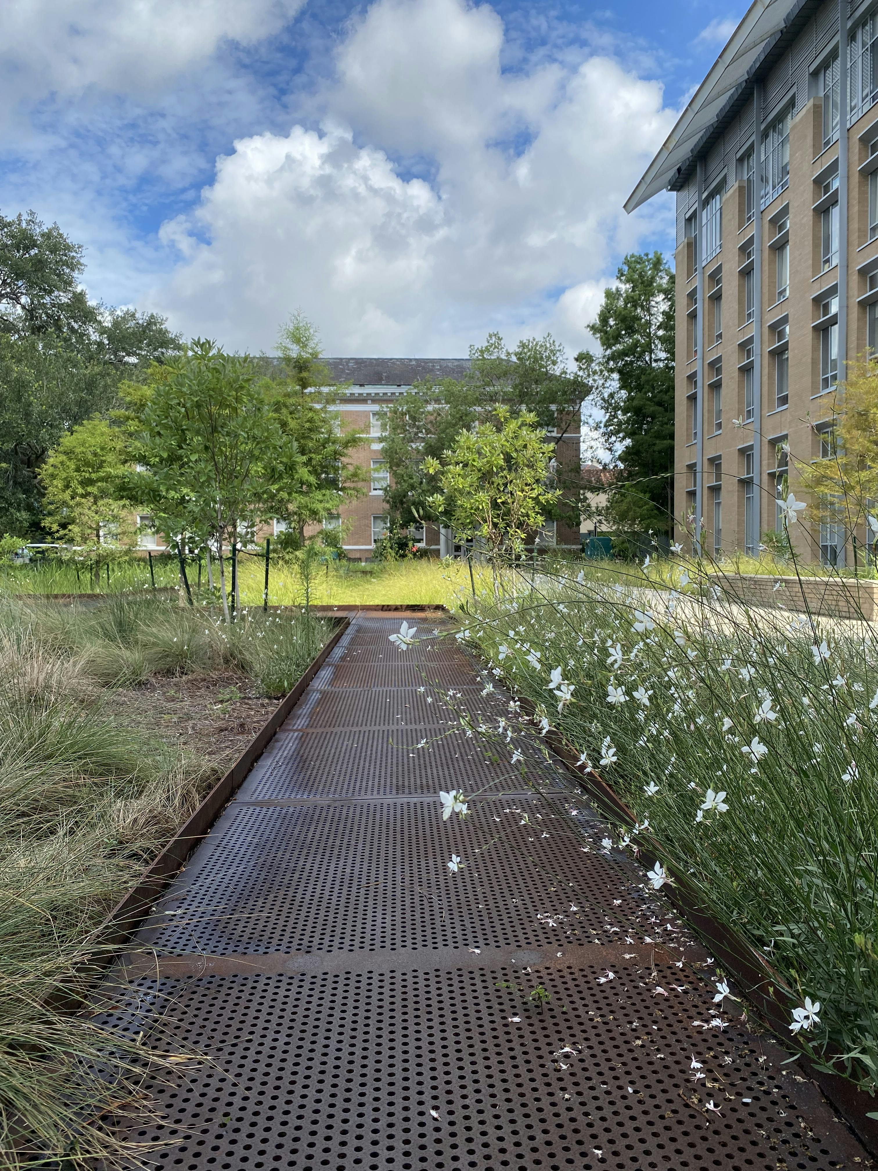 white flowers line a steel deck that goes through an academic quad area. 