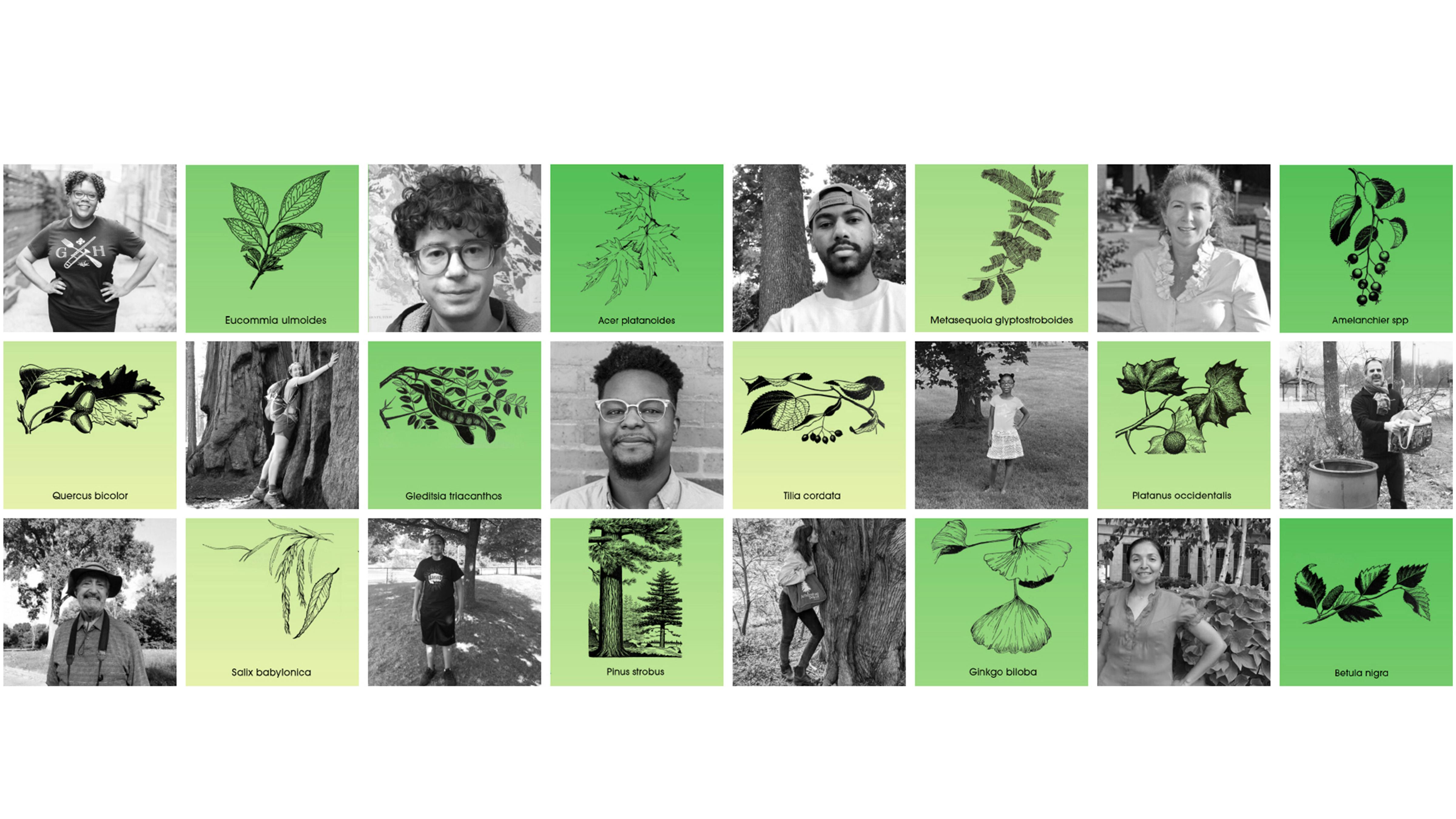 Voices behind all participating Talk Tree to Me tree species.