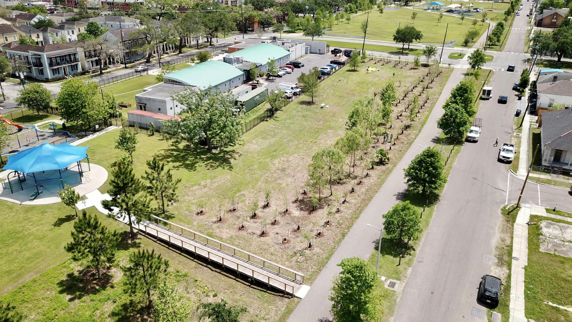 Aerial view of newly planted cypress trees filling in the gap between mature trees along the greenway.