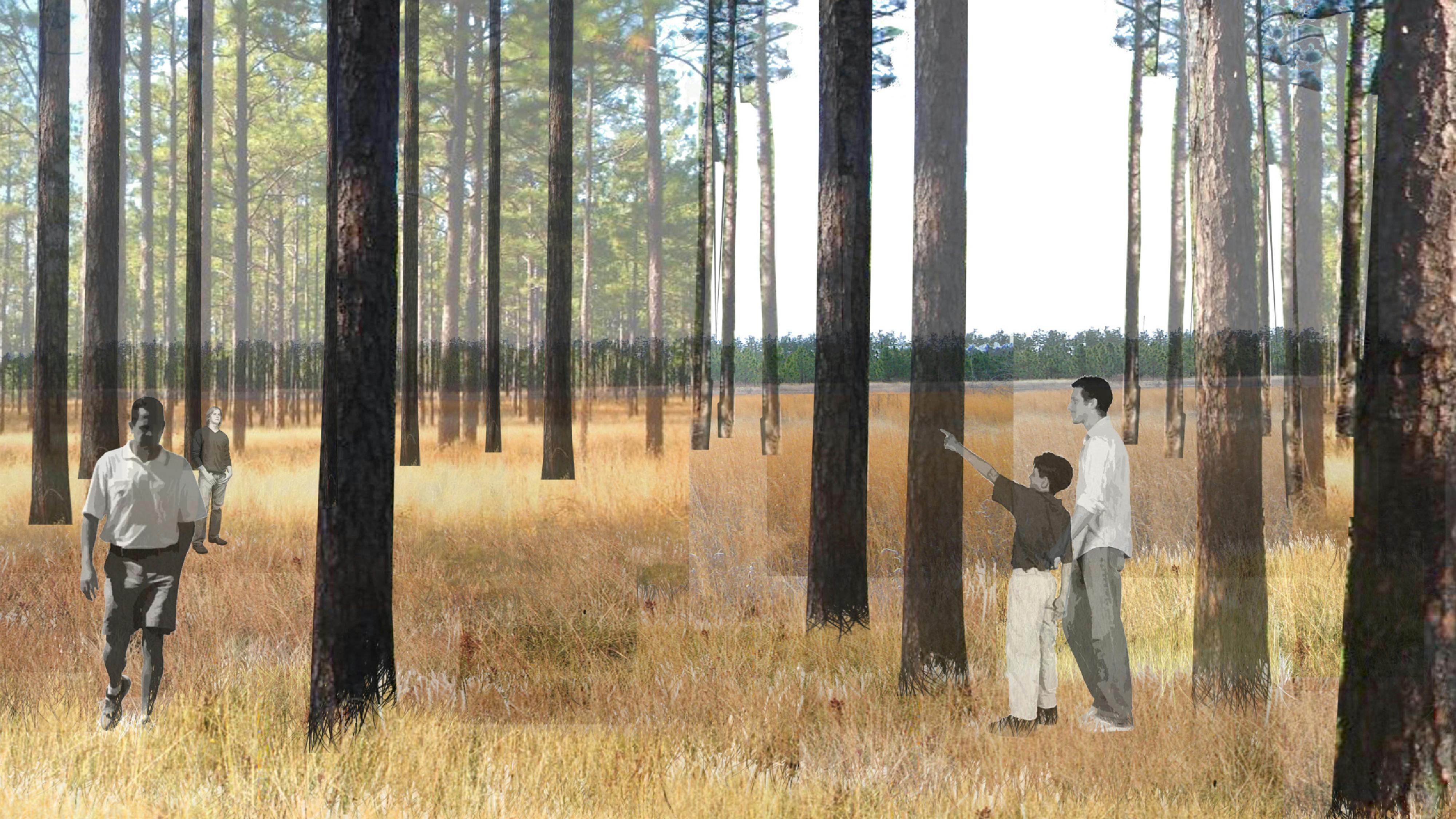 digital rendering of pine savannah forest with people walking