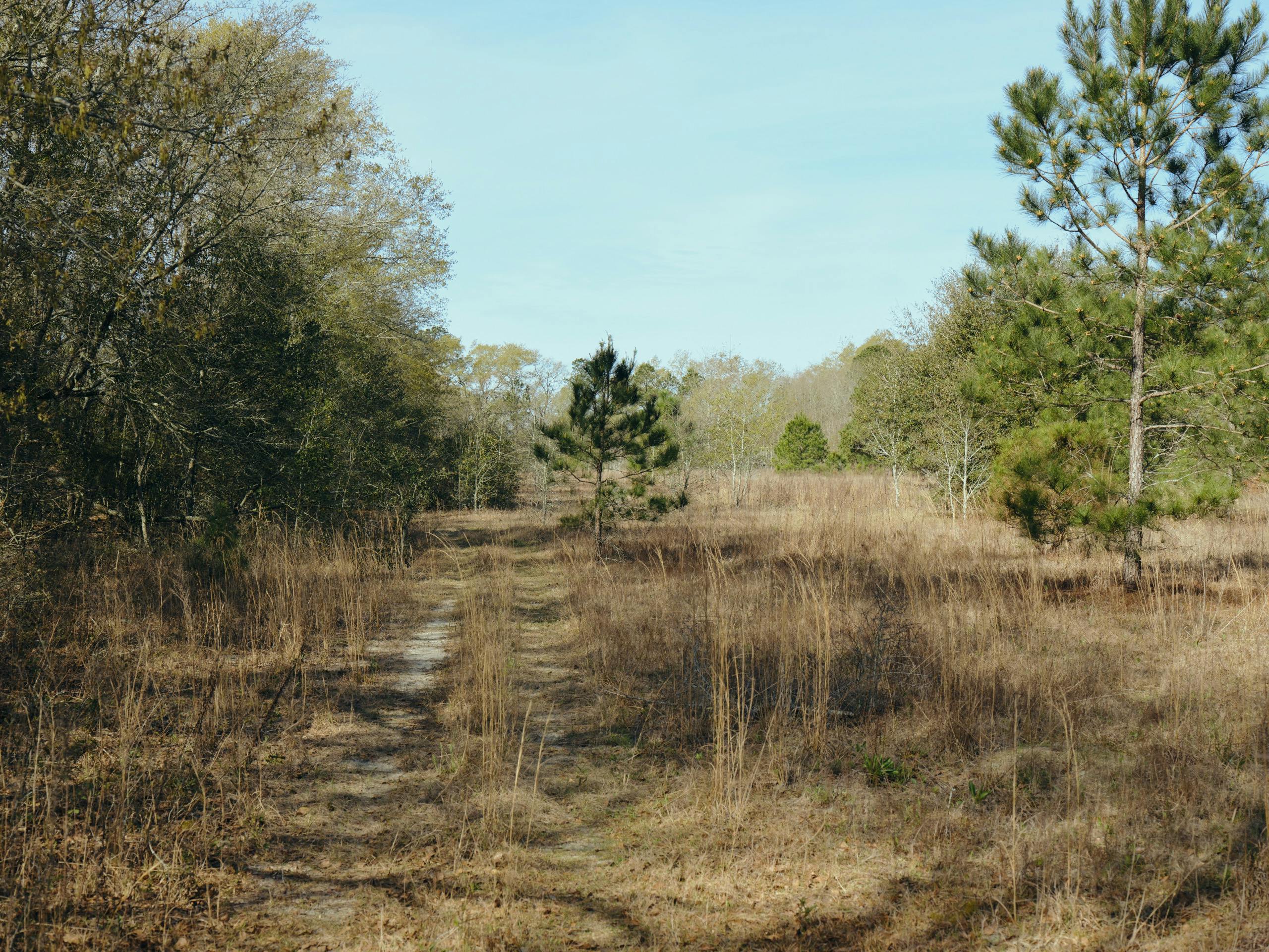 field with brown grass and some pine tree forests around the edge